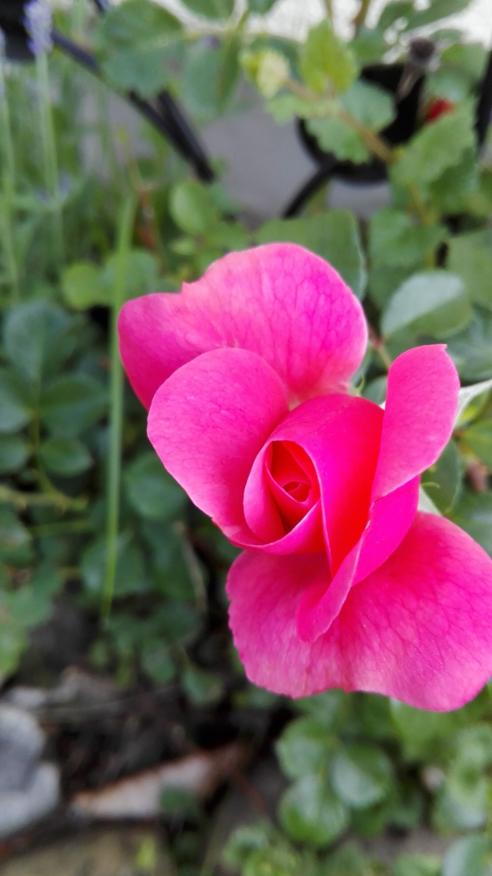 HUAWEI P8 Lite sample photo. Roses, summer, blossom photography