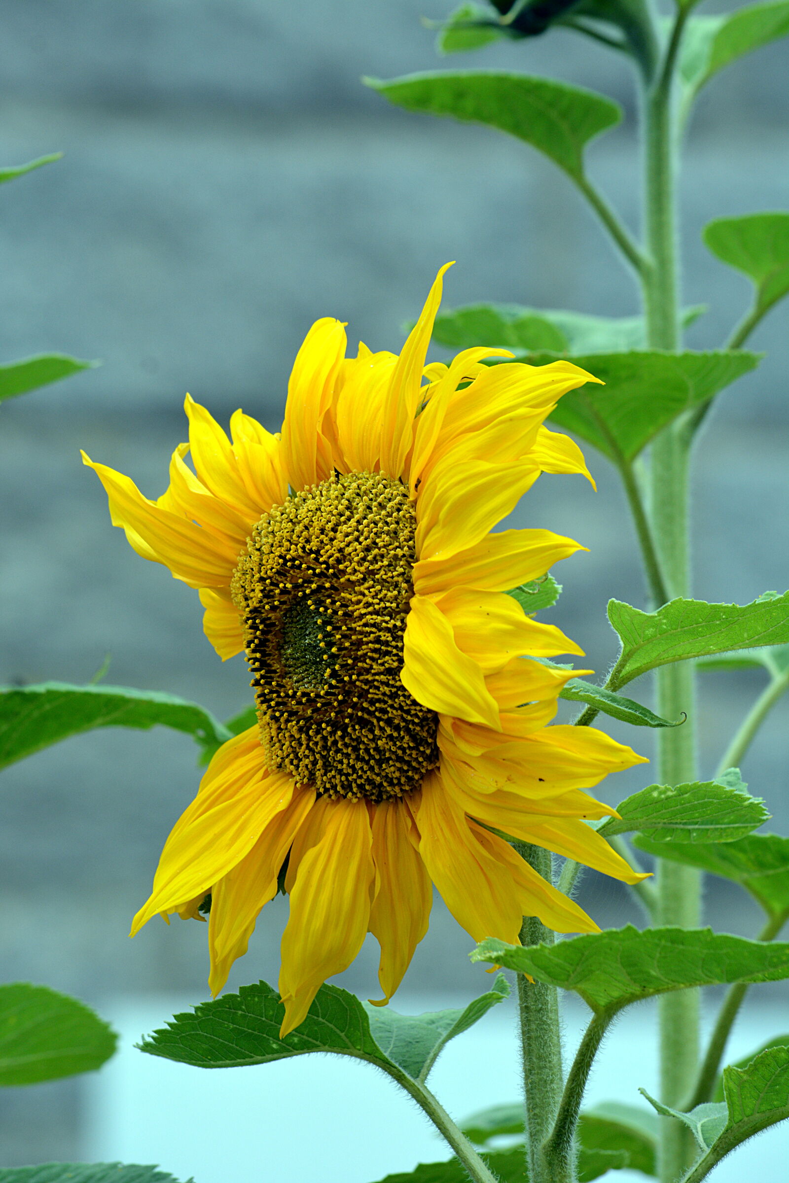 Nikon D5200 sample photo. Botanique, campagne, ete, fleur photography