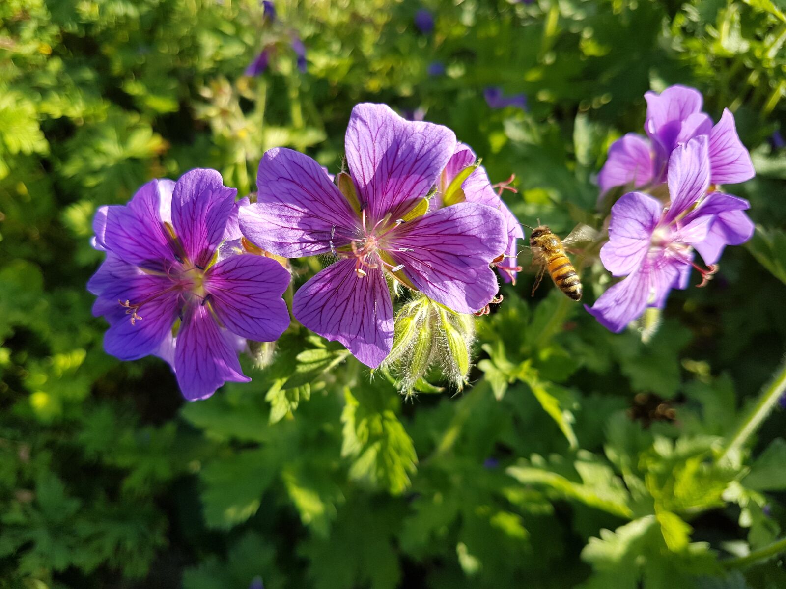 Samsung Galaxy S7 sample photo. Flower, nature, garden photography