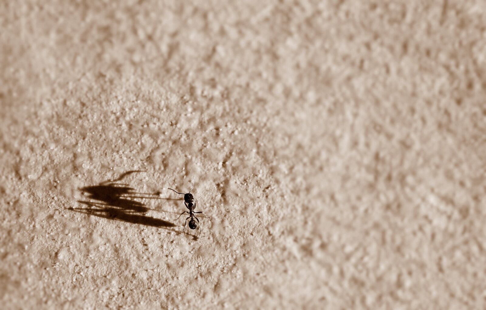 Canon EOS 50D sample photo. Ant, shadow, big photography