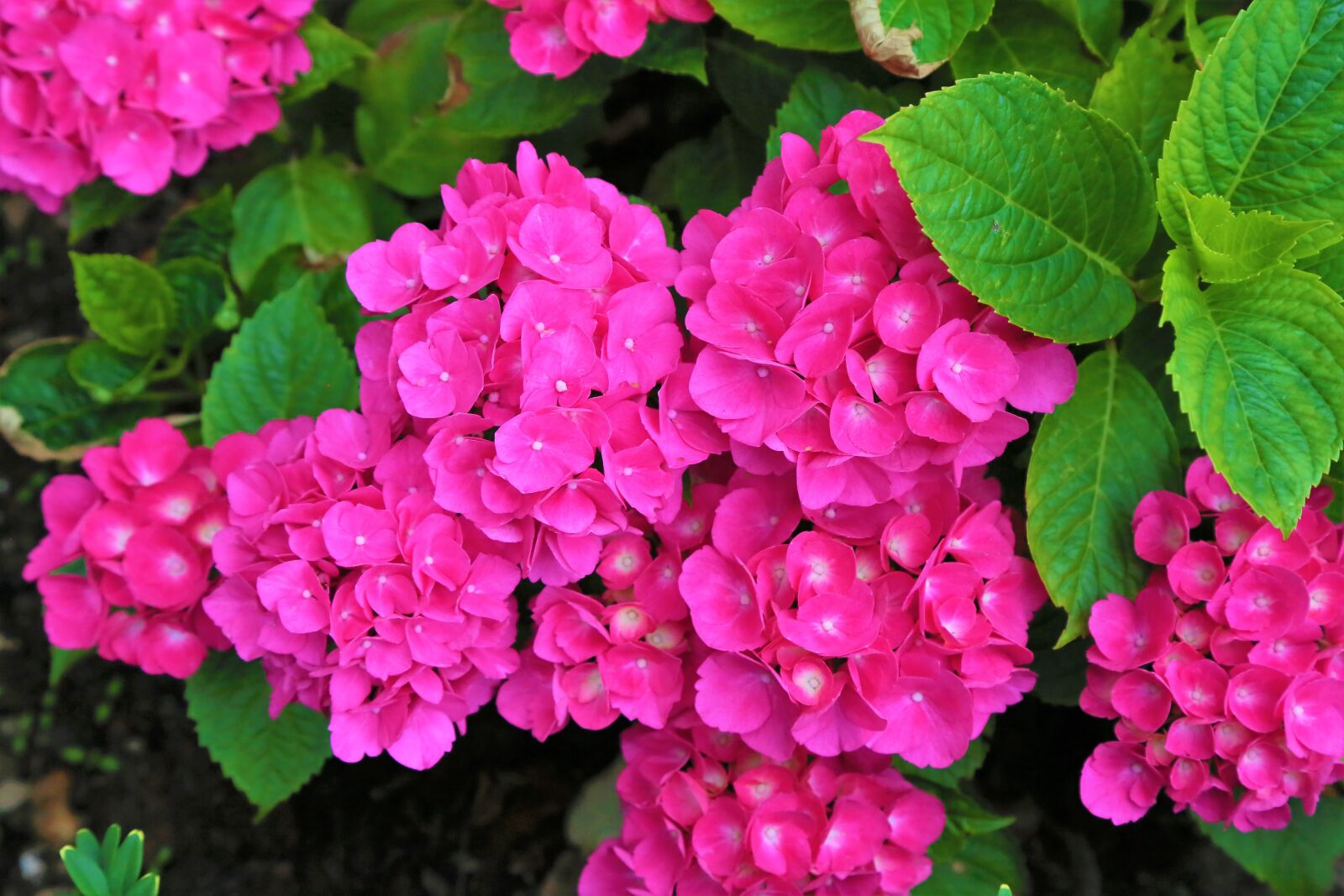 Canon EF 24-105mm F4L IS USM sample photo. Flower, nature, color photography