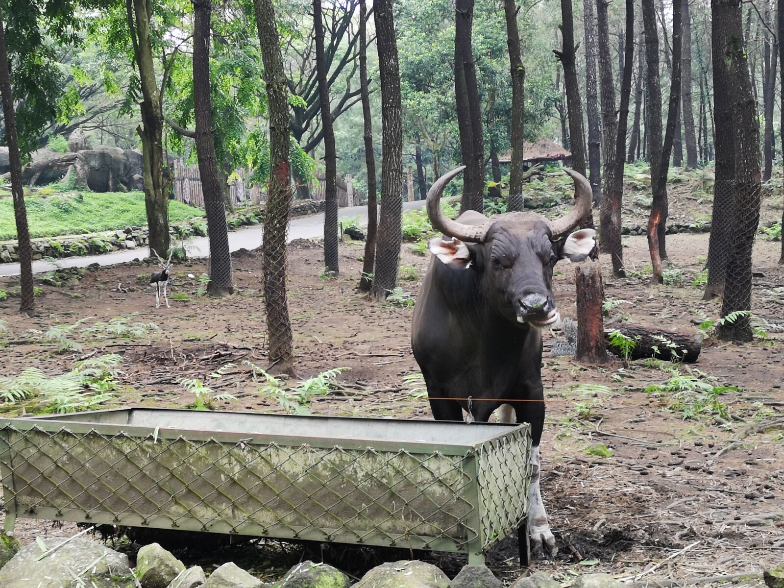 HUAWEI CLT-L29 sample photo. Bull, animals, mammals photography
