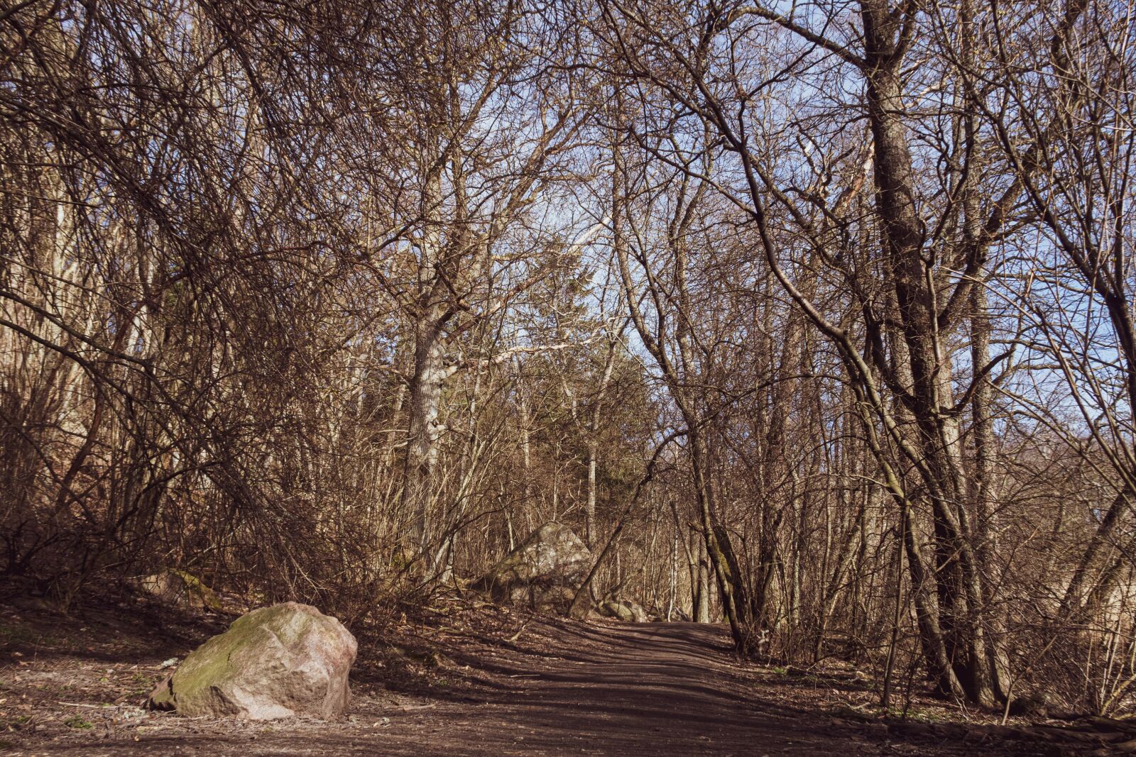Canon PowerShot G7 X Mark II sample photo. Magical forest, finnish forest photography