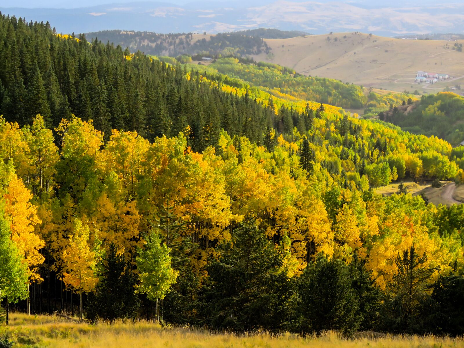 Canon PowerShot SX60 HS sample photo. Aspens, trees, fall photography