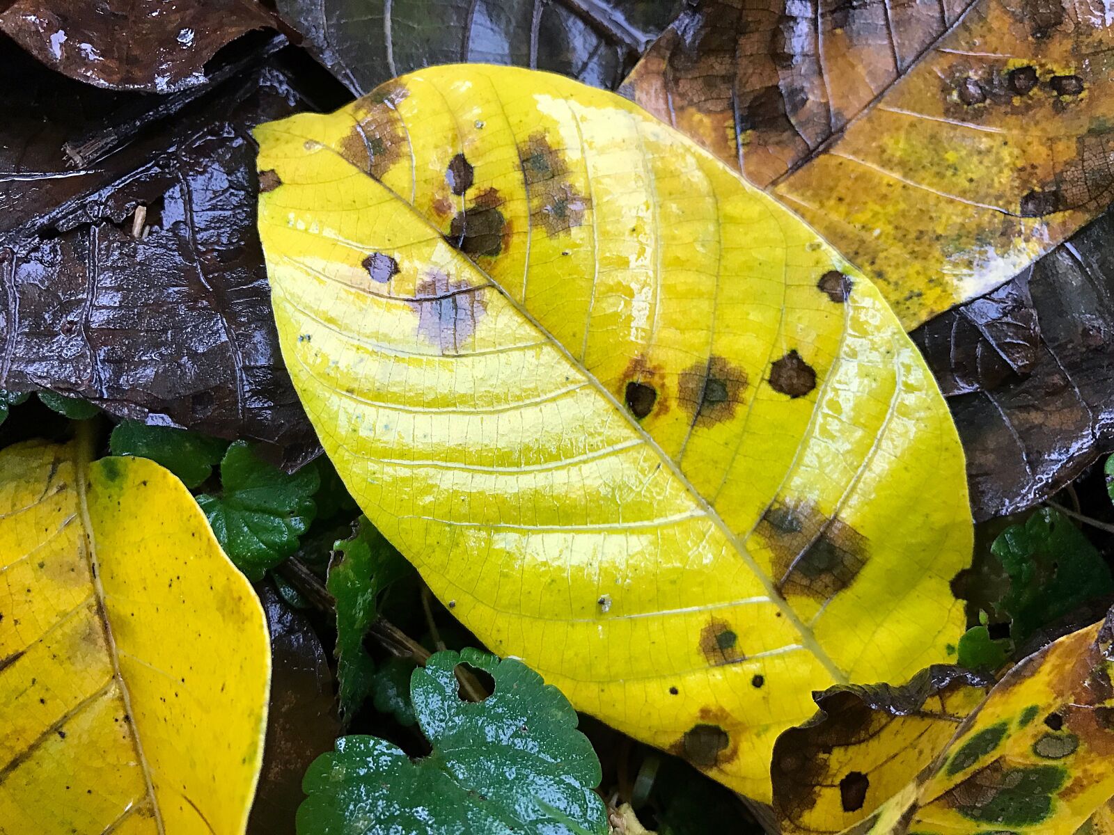 Apple iPhone 7 sample photo. Leaf, autumn, wet photography