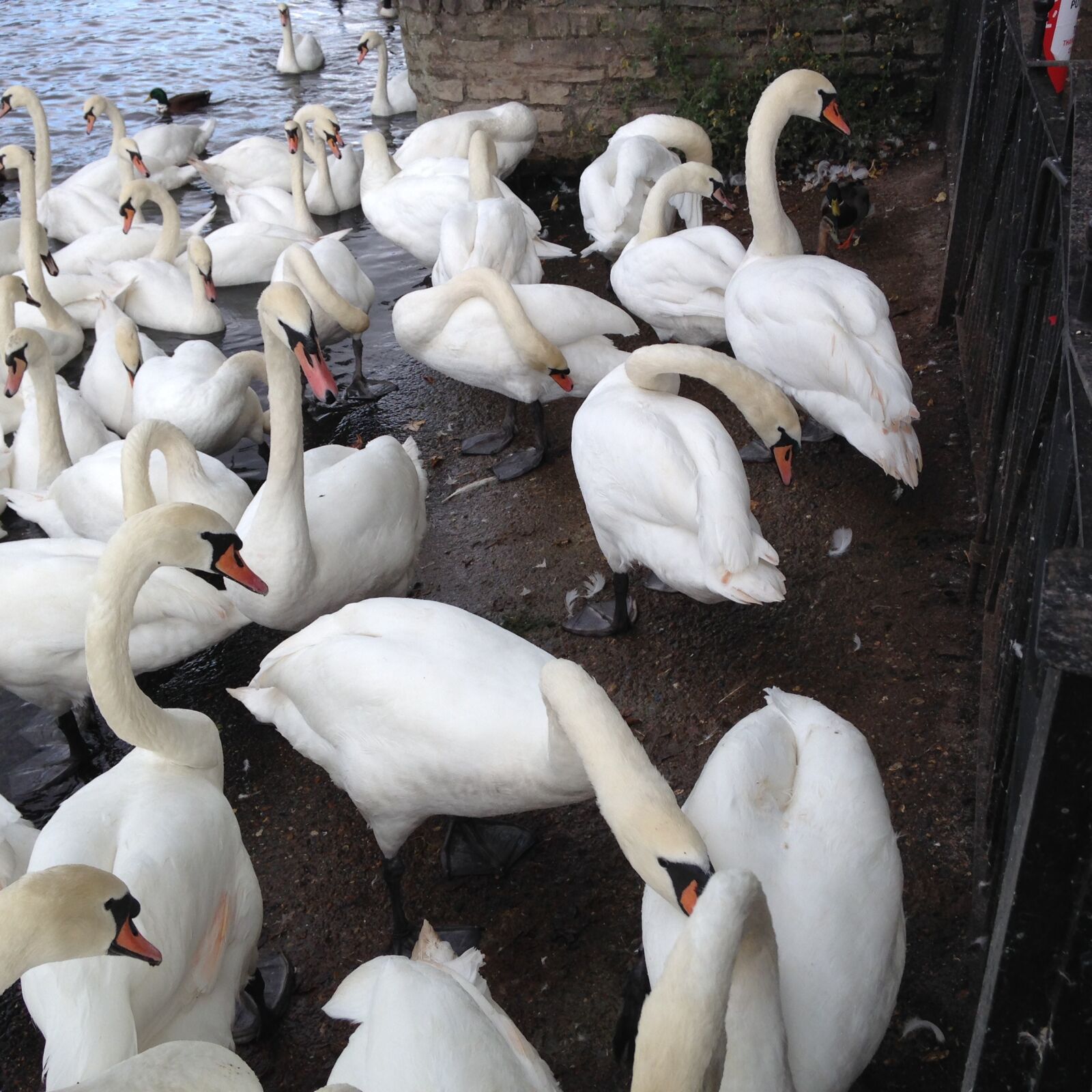 Apple iPhone 5c sample photo. Swans, wild birds, nature photography