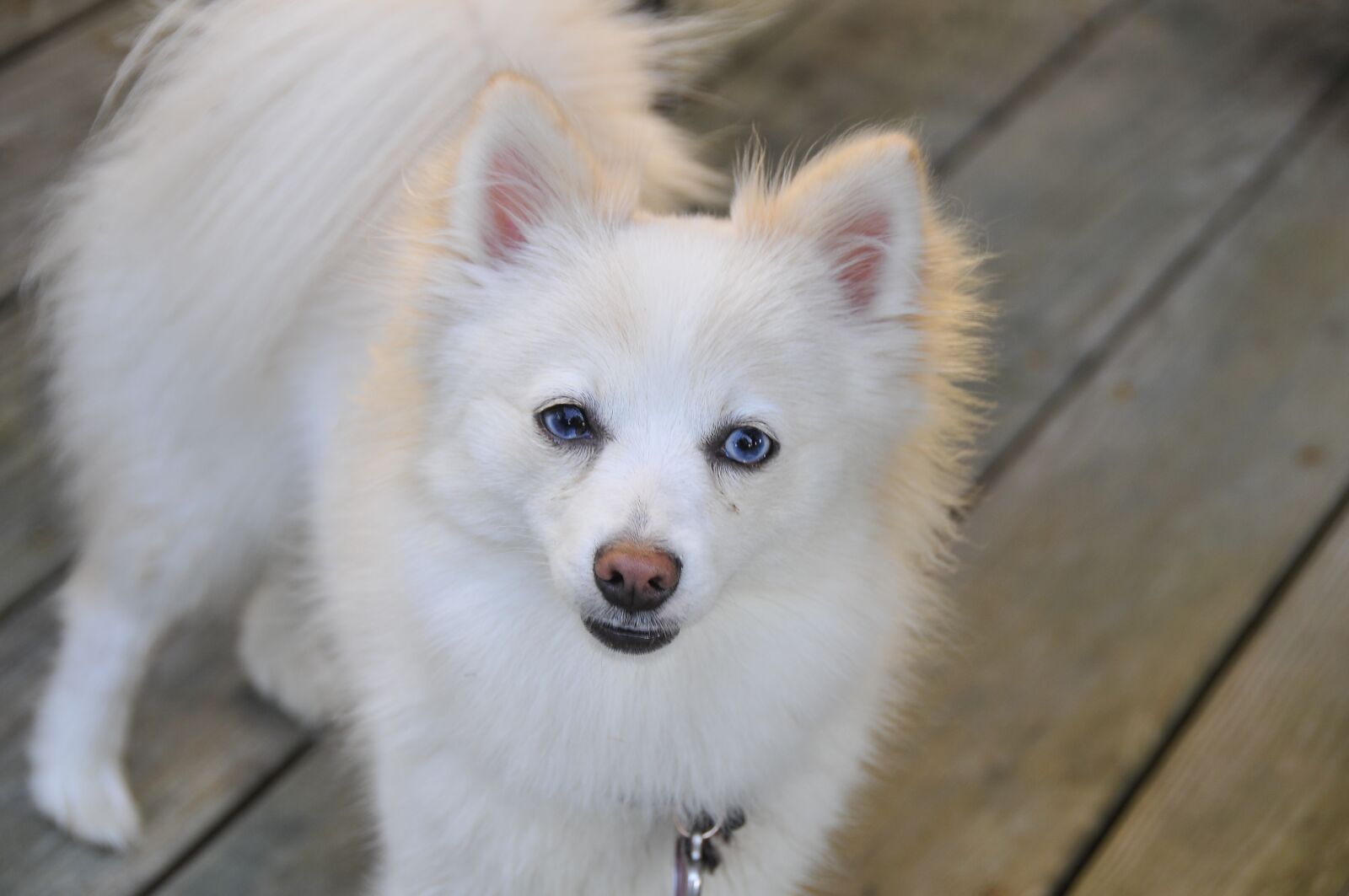 Nikon D300 sample photo. Dog, pomeranian, white photography