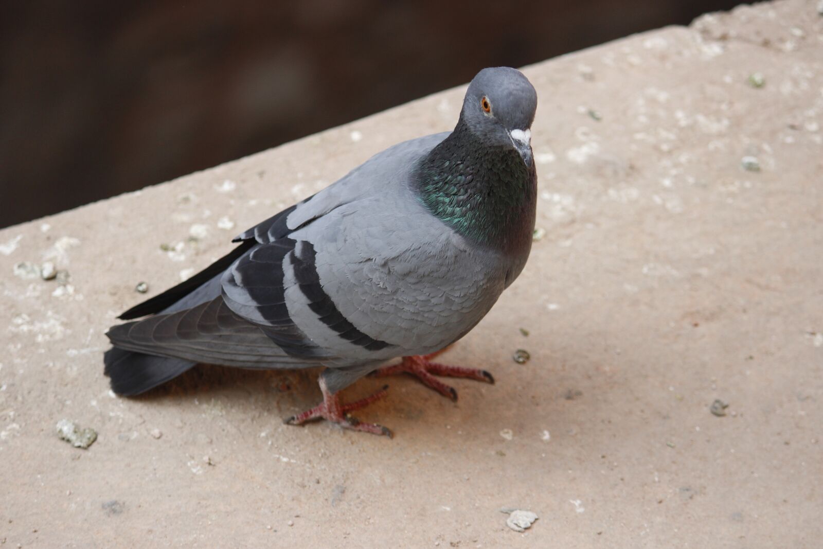 Canon EOS 600D (Rebel EOS T3i / EOS Kiss X5) sample photo. Birds, photography, nature photography
