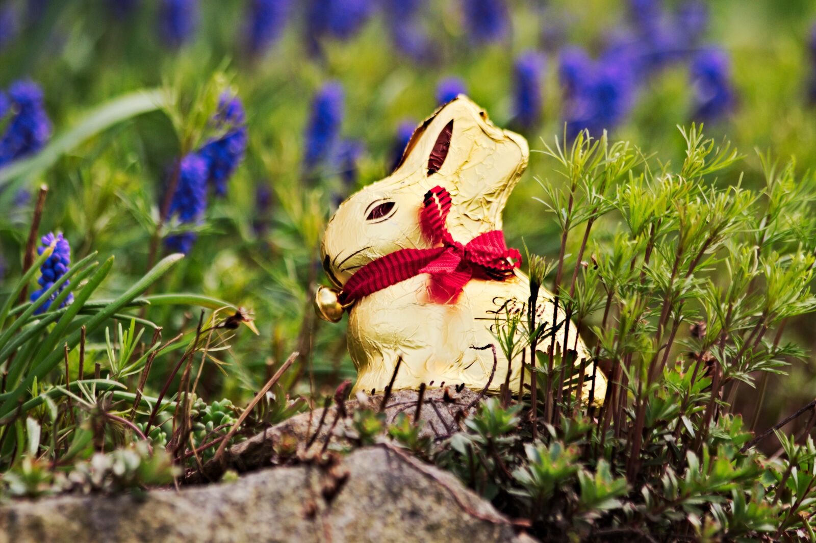 Canon EF 70-300mm F4-5.6 IS USM sample photo. Easter, lindt, gold bunny photography
