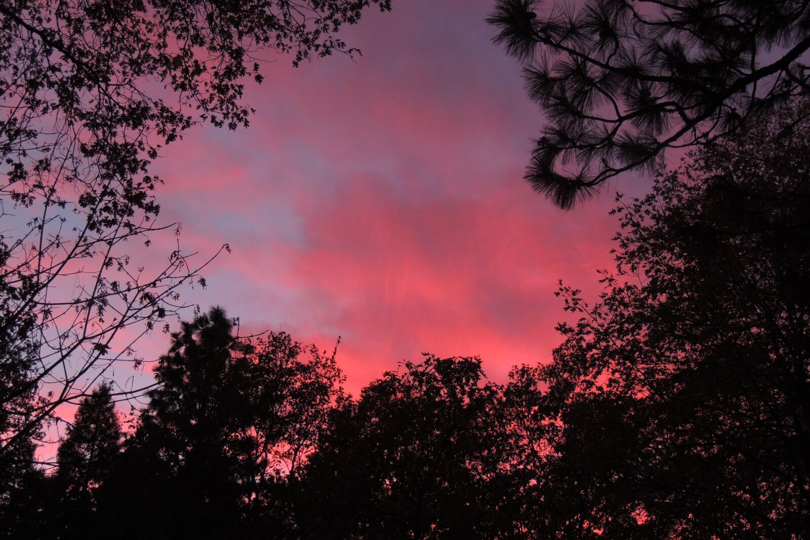 Nikon Coolpix P510 sample photo. Sunset, pink, silhouette photography