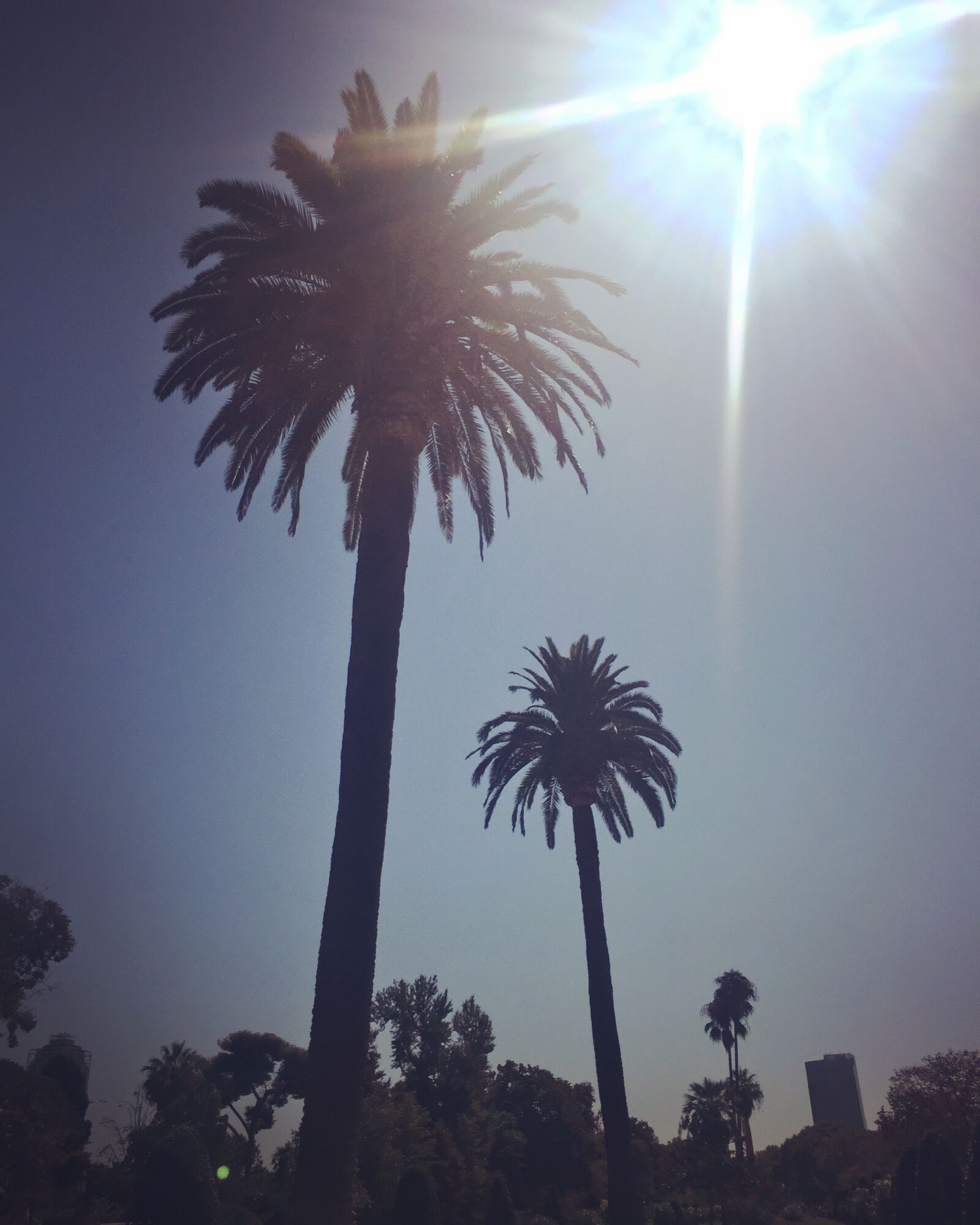 Apple iPhone 6 sample photo. Barcelona, palm, trees, summer photography