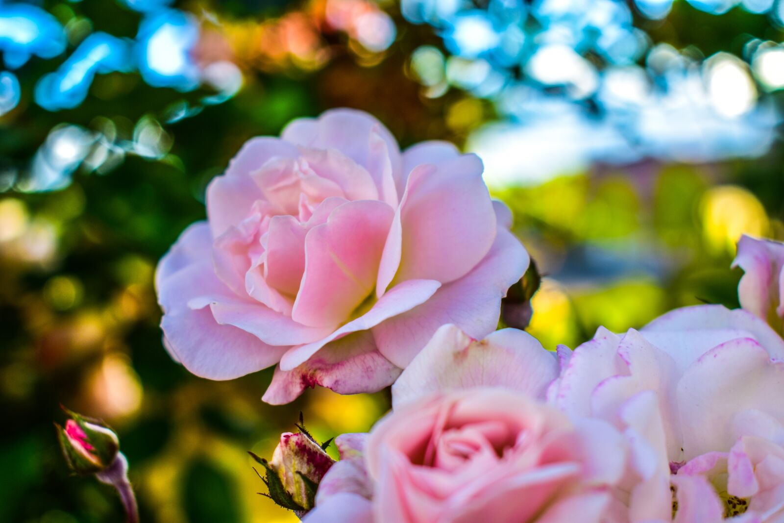 Nikon D3400 sample photo. Flower, romance, nature photography