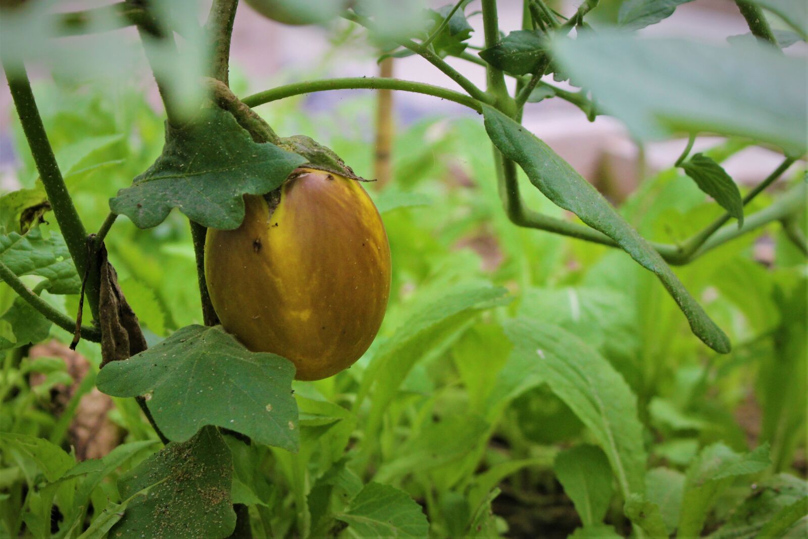 Canon EOS 700D (EOS Rebel T5i / EOS Kiss X7i) sample photo. Garden, vegetables, fresh photography