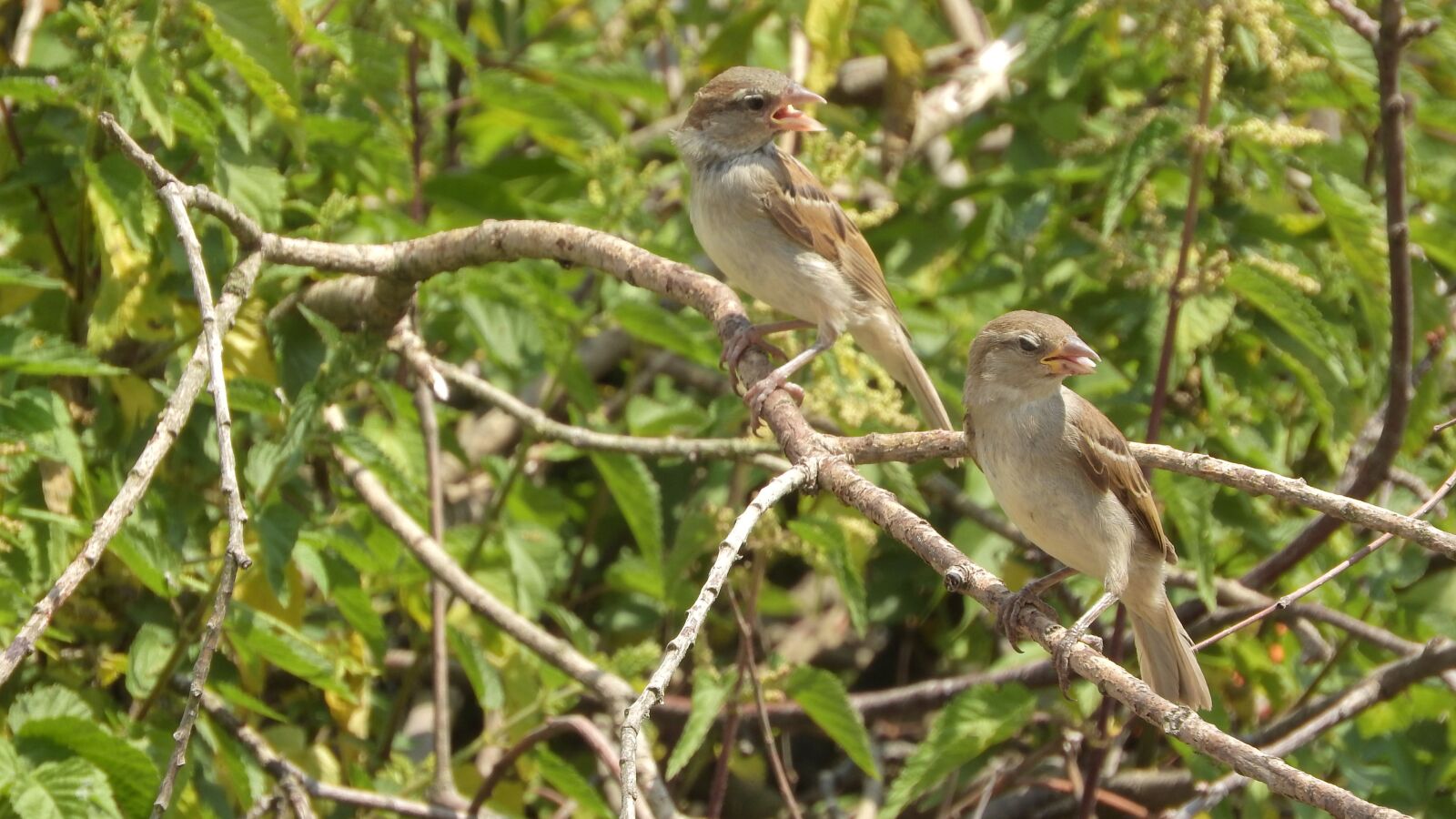 Nikon Coolpix P610 sample photo. Sparrows on a branch photography