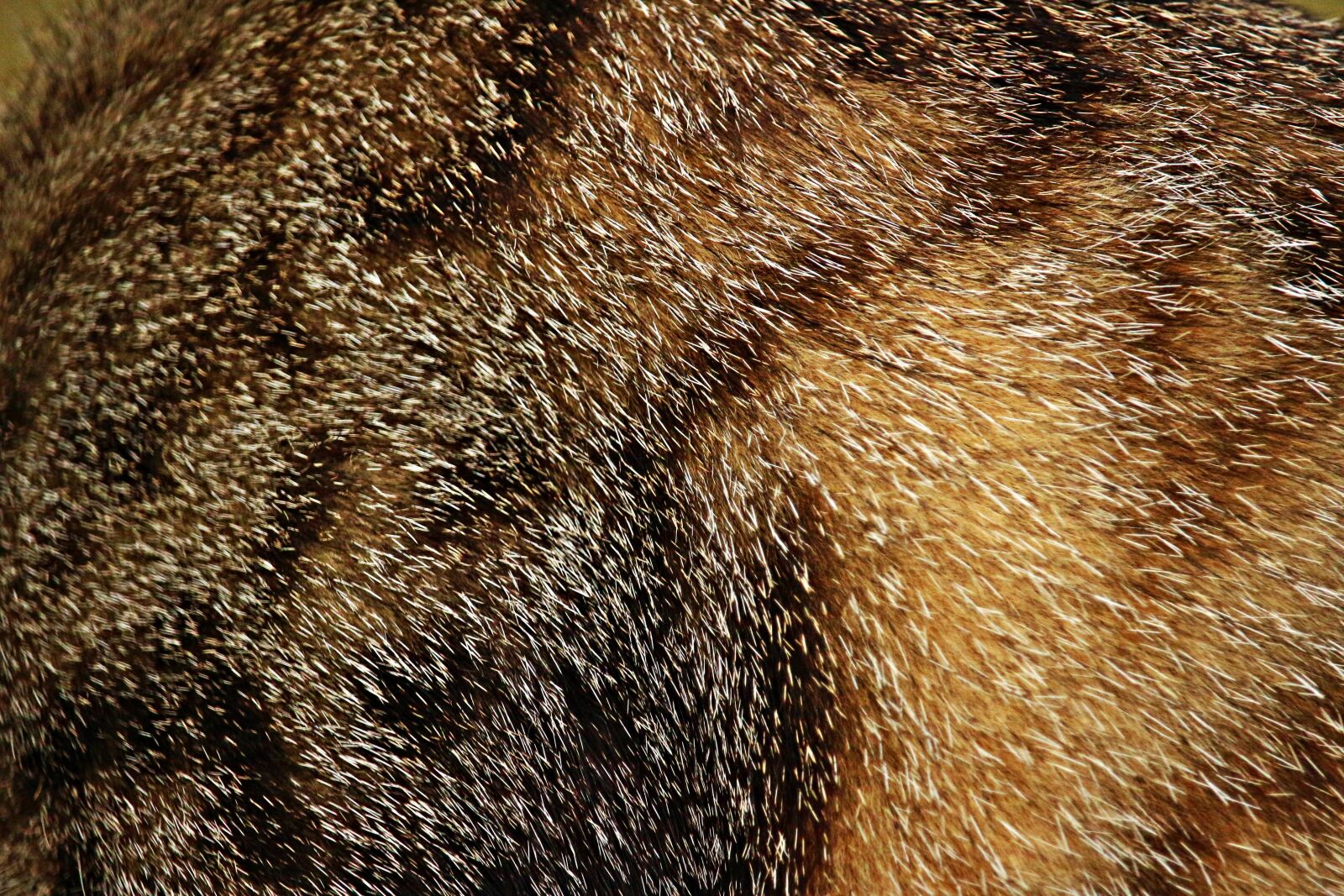 Canon EOS 100D (EOS Rebel SL1 / EOS Kiss X7) sample photo. Fur, mackerel, cat photography