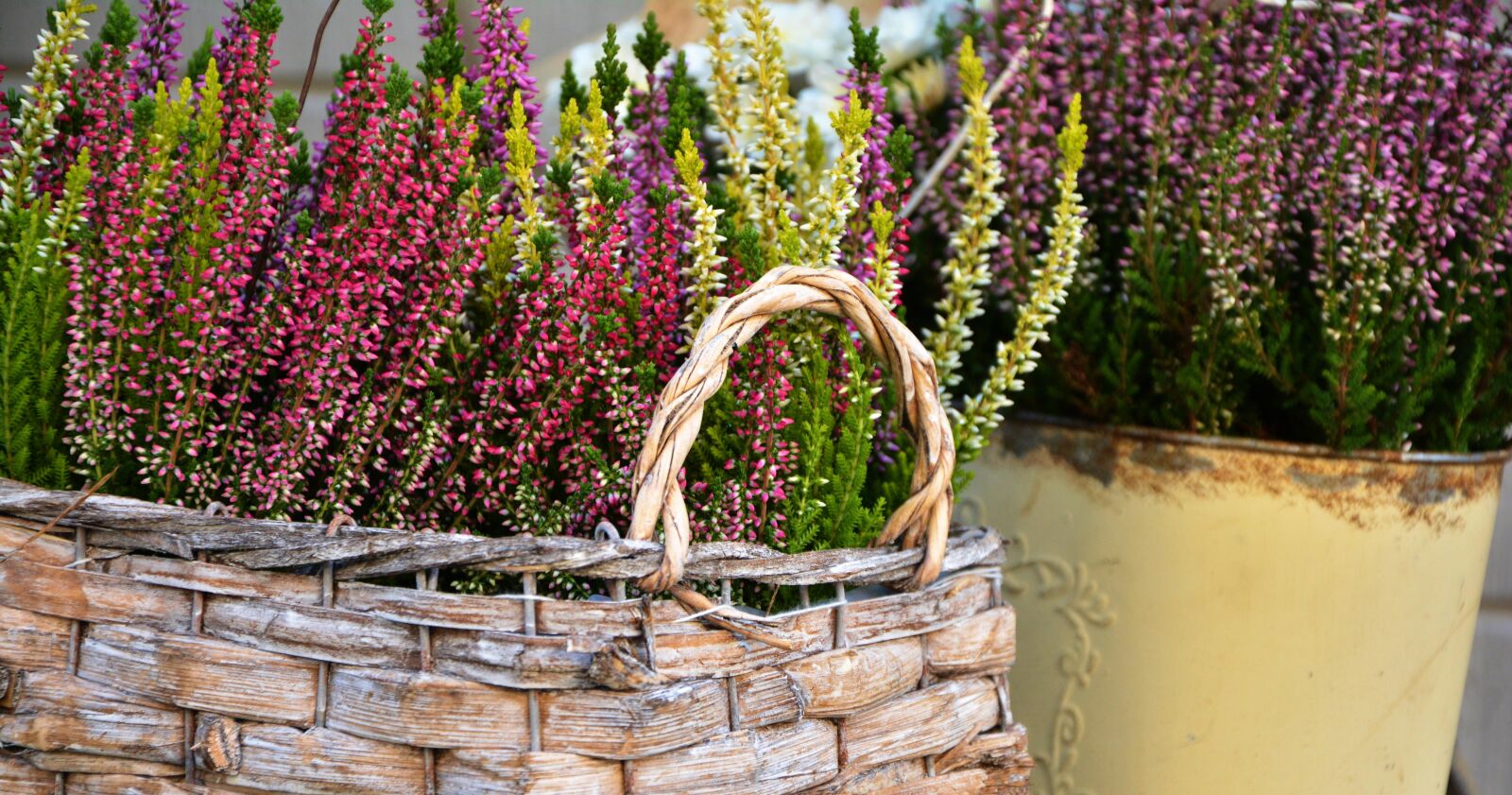 Nikon D5200 sample photo. Heide, plant, colorful heath photography