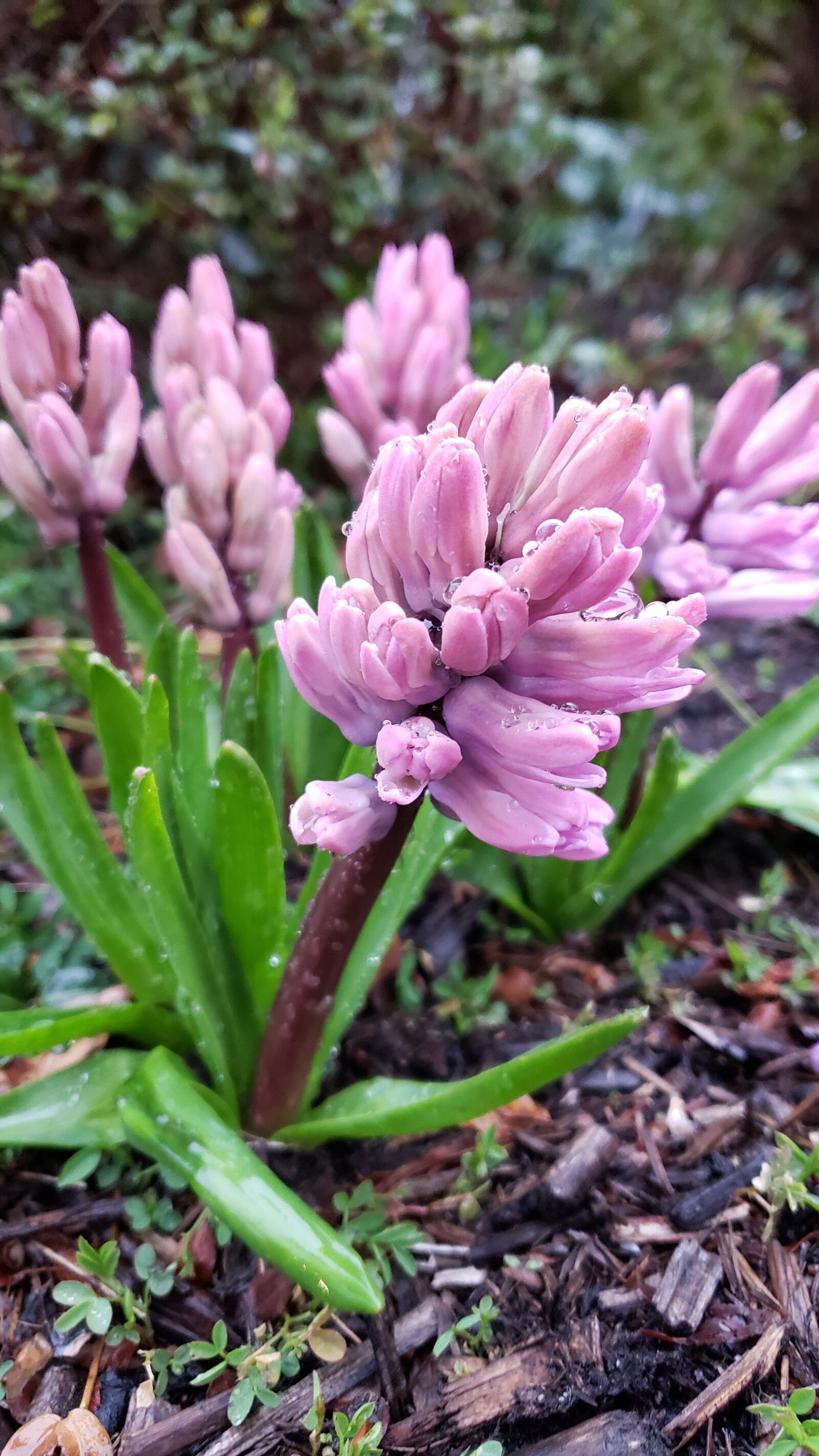 Samsung Galaxy Note9 sample photo. Flower, spring, garden photography