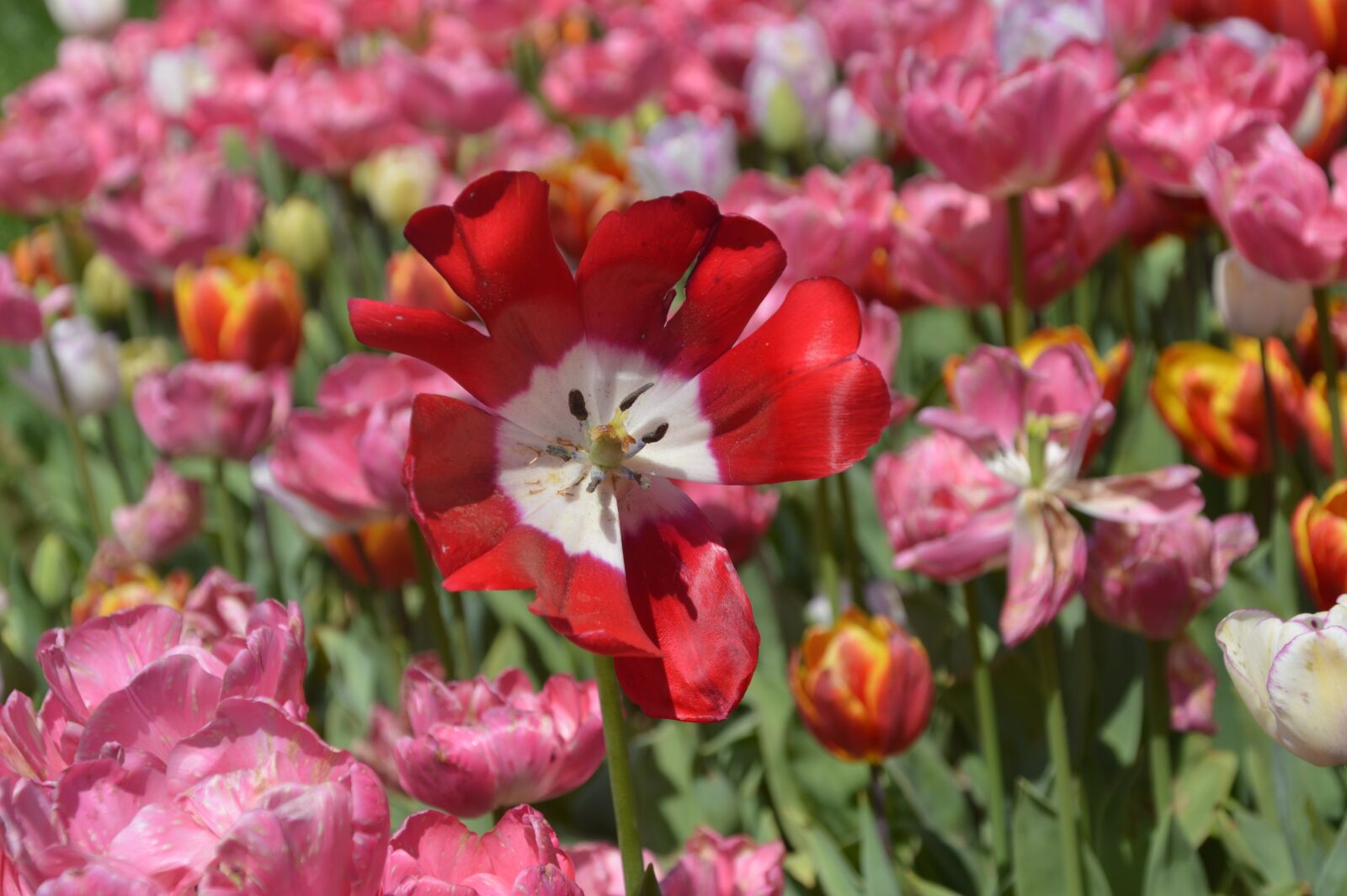 Nikon D3200 sample photo. Flower, tulip, plant photography