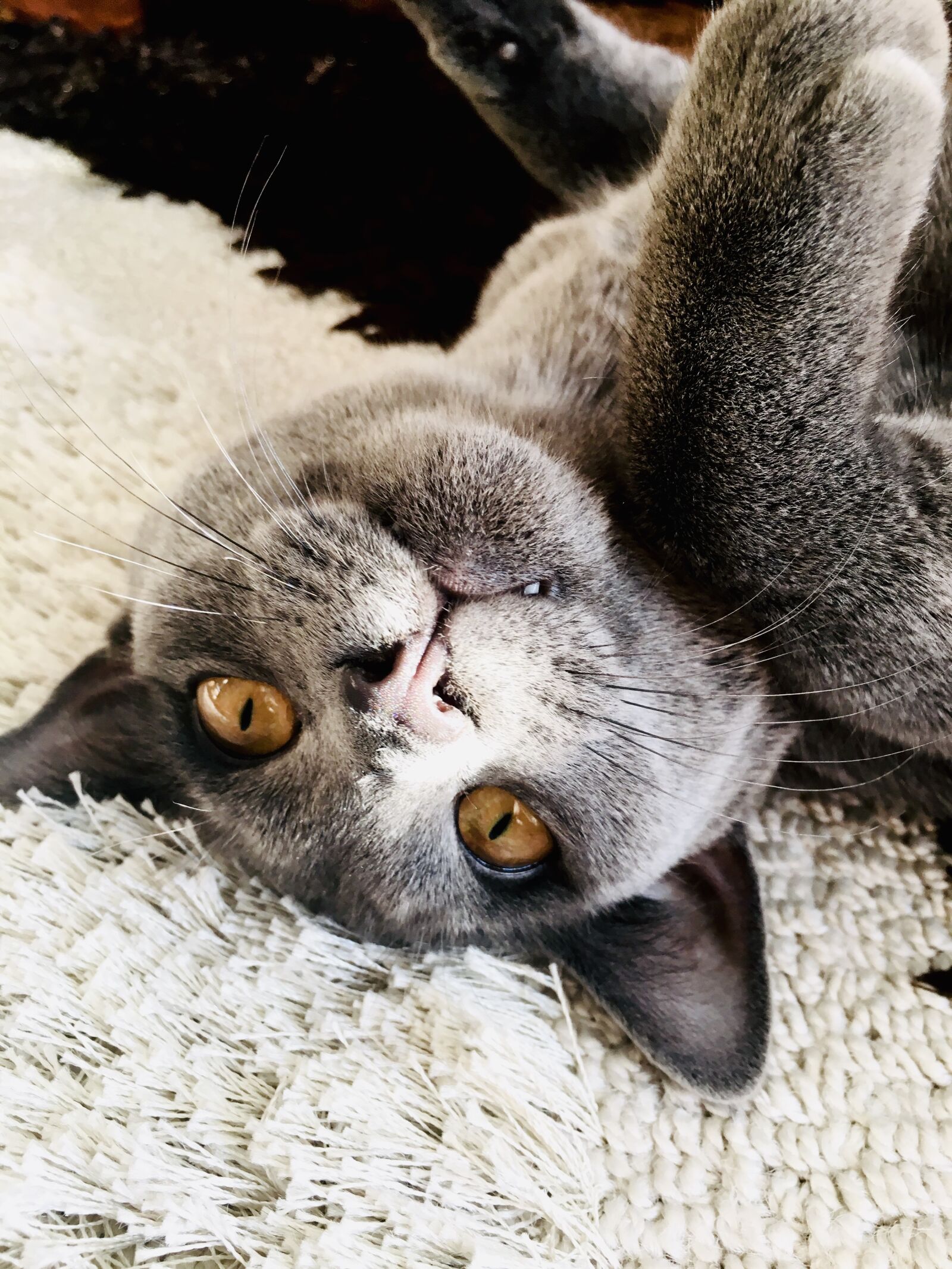 iPhone 6s back camera 4.15mm f/2.2 sample photo. Cat, pet, domestic cat photography