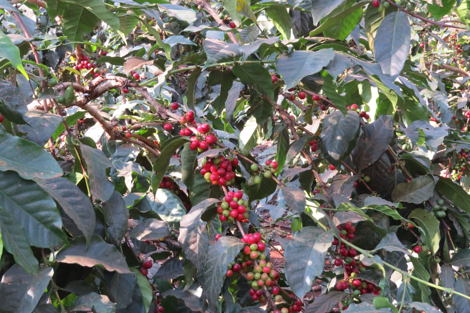 Canon PowerShot SX50 HS sample photo. Coffee, africa, tanzania photography