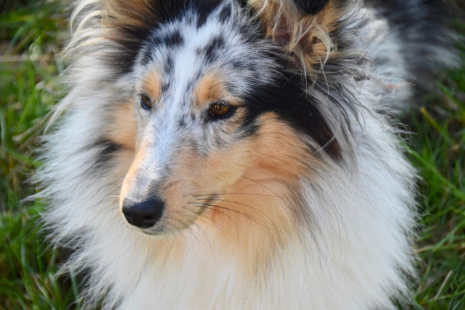 Nikon D5600 sample photo. Dog, bitch, shetland sheepdog photography