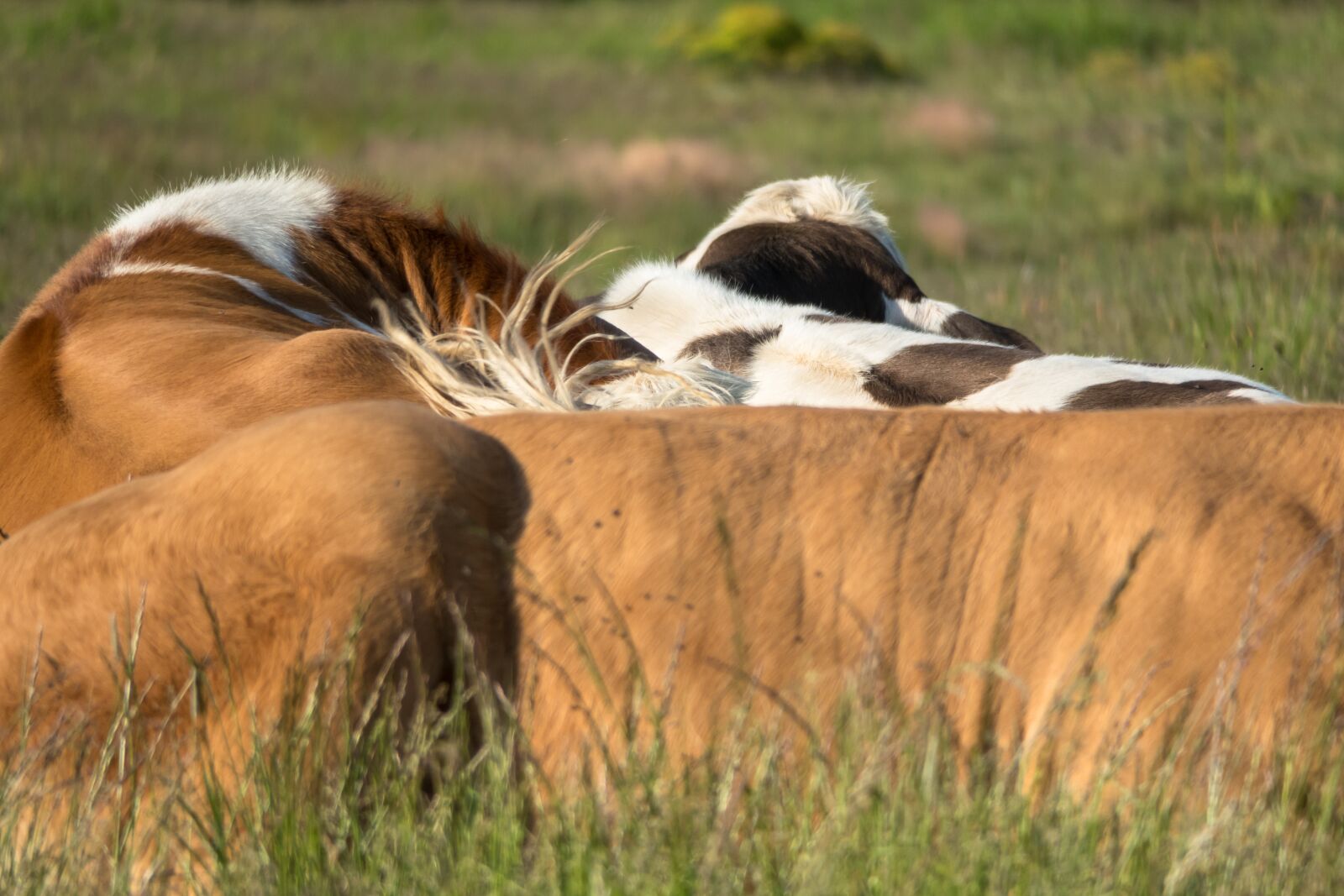 Canon PowerShot G3 X sample photo. Cattle, group, snuggle photography