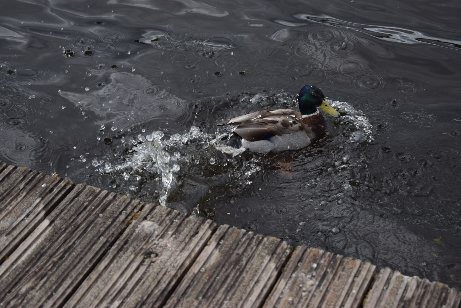 Nikon D3300 sample photo. Duck, water, lake photography
