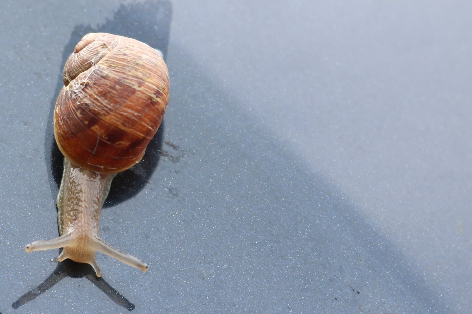 Canon EOS 750D (EOS Rebel T6i / EOS Kiss X8i) sample photo. Snail, slimy, land snail photography