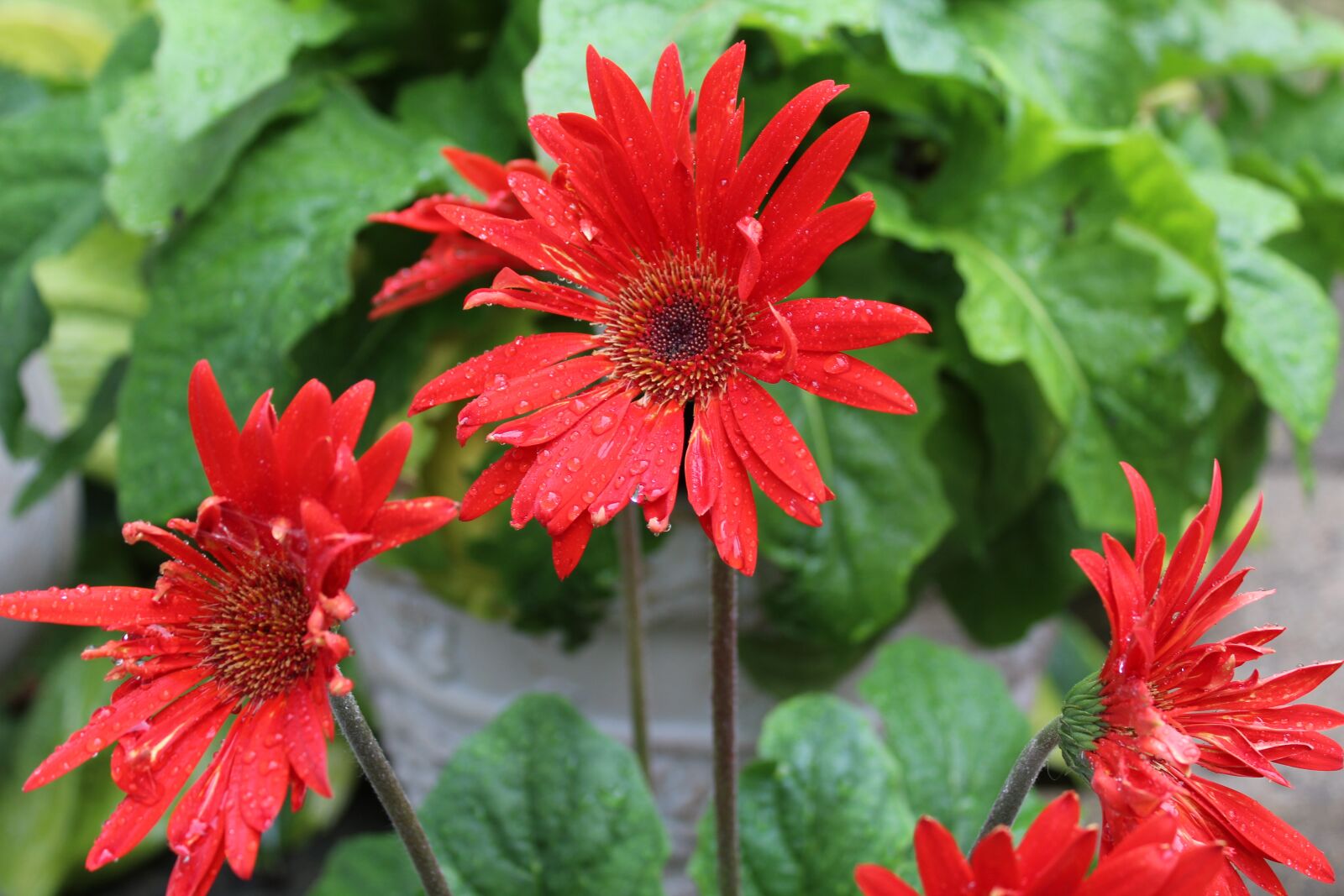 Canon EOS 1300D (EOS Rebel T6 / EOS Kiss X80) sample photo. Red gerber daisy, gerber photography