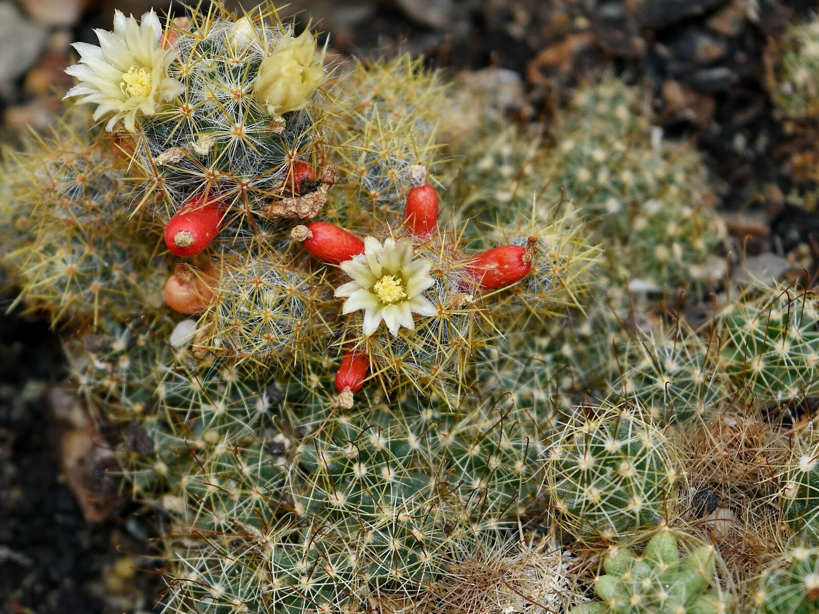 Nikon D5500 sample photo. Cactus, desert plant, thorn photography