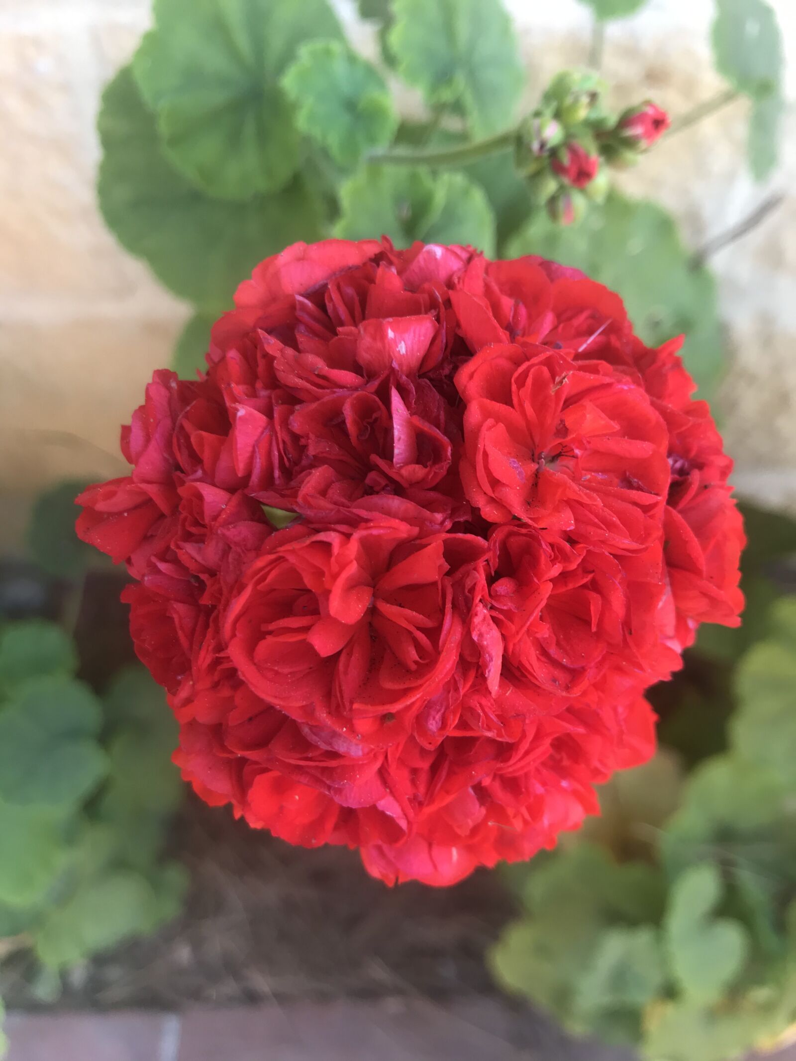 iPhone 7 back camera 3.99mm f/1.8 sample photo. Plant, red, rose photography