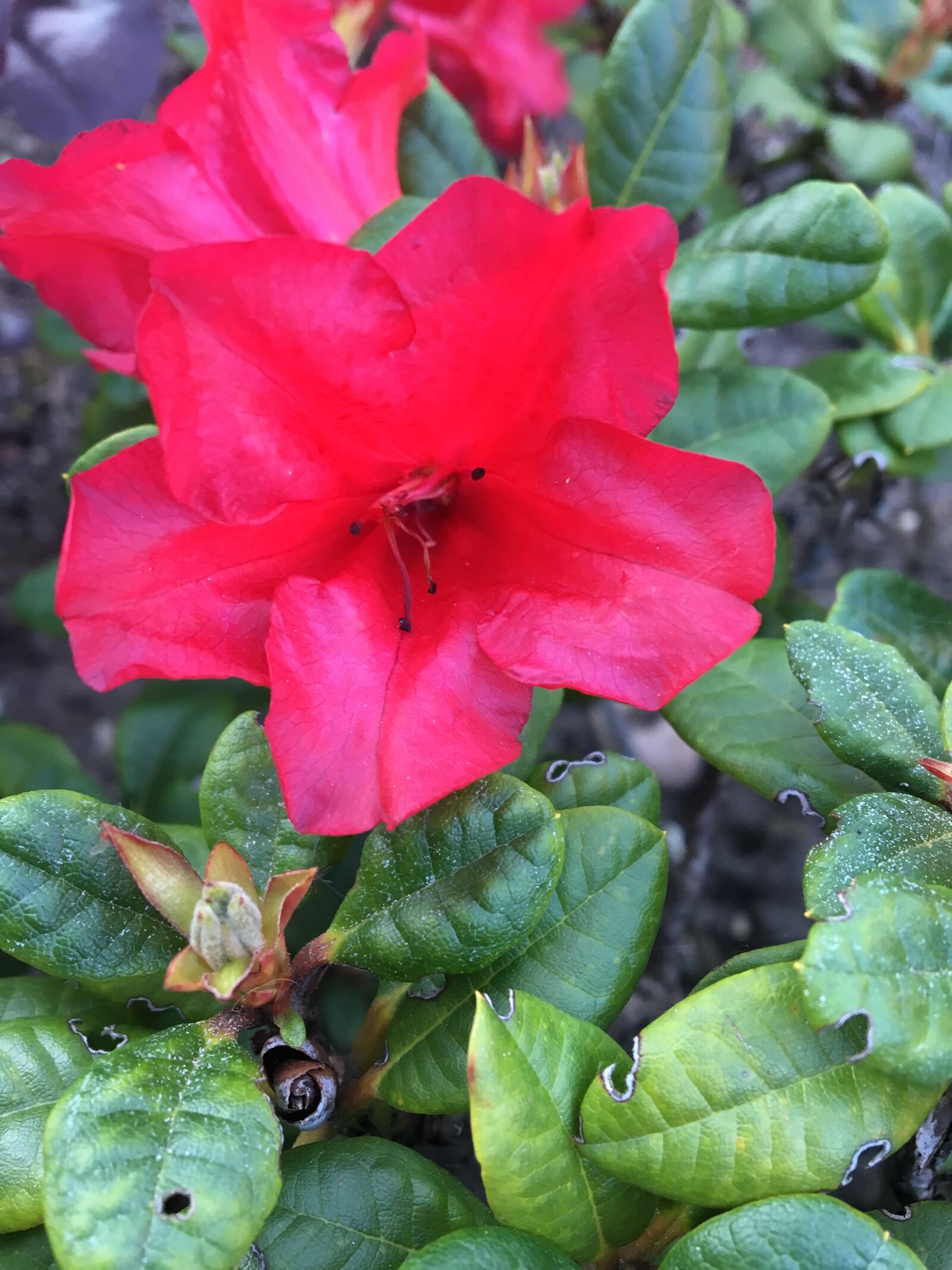 Apple iPhone 6s sample photo. Pink, leaves, flower photography