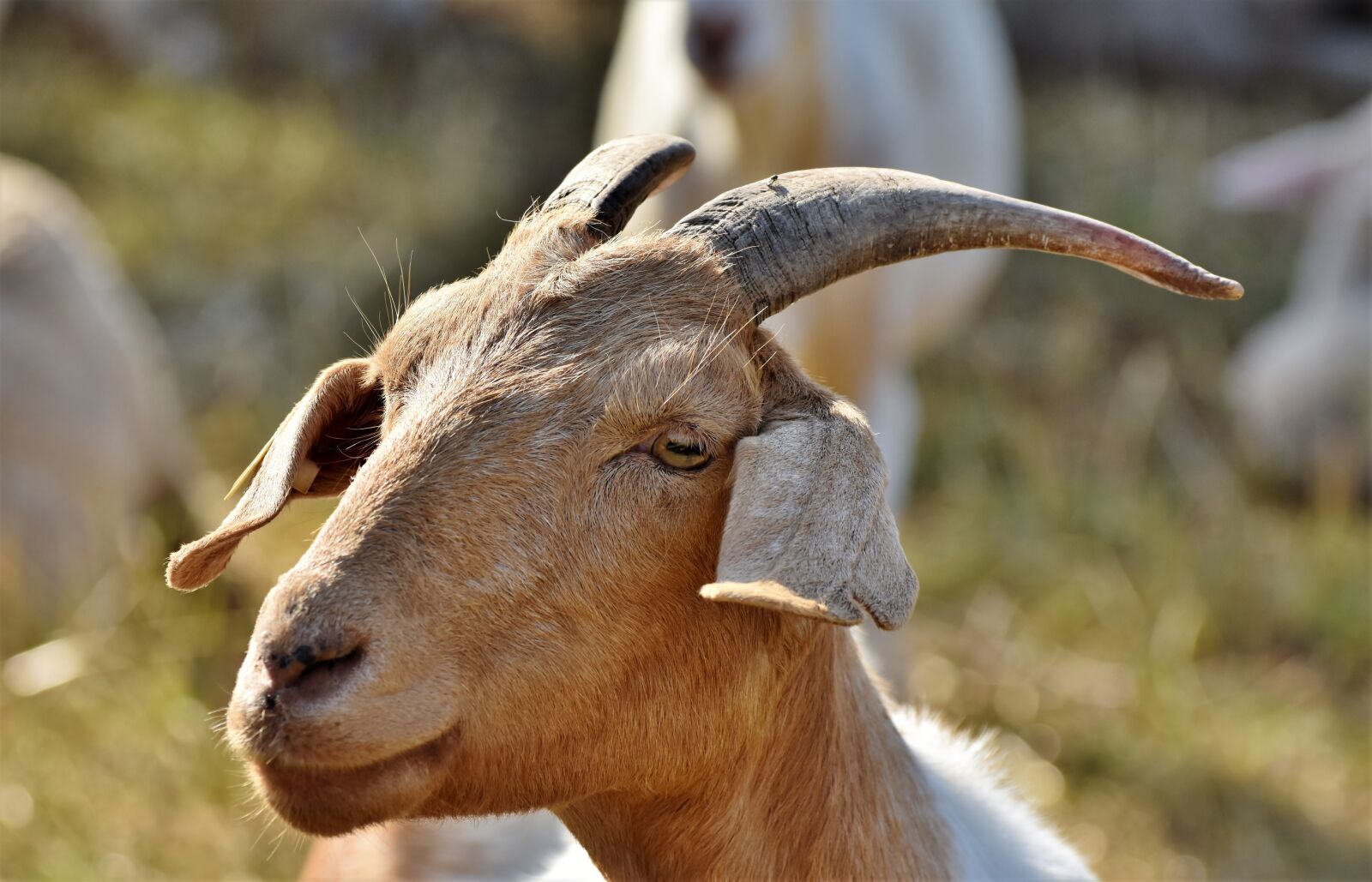 Nikon D7200 sample photo. Goat, billy goat, goat photography