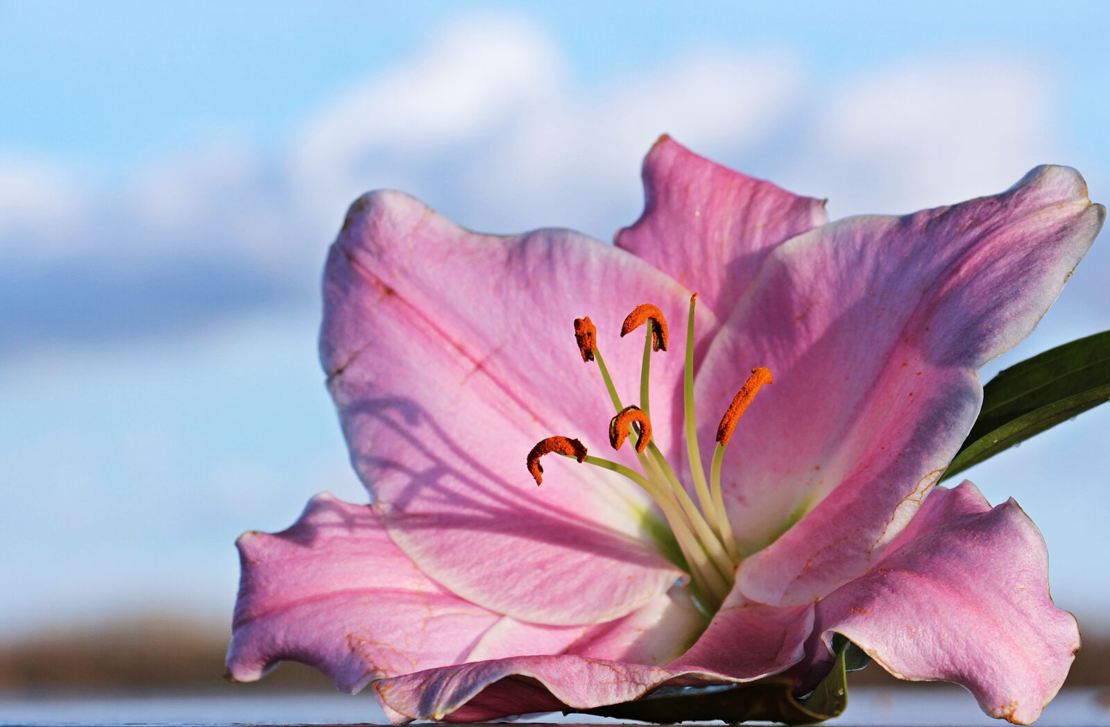 Canon EOS 550D (EOS Rebel T2i / EOS Kiss X4) sample photo. Lily, flower, blossom photography