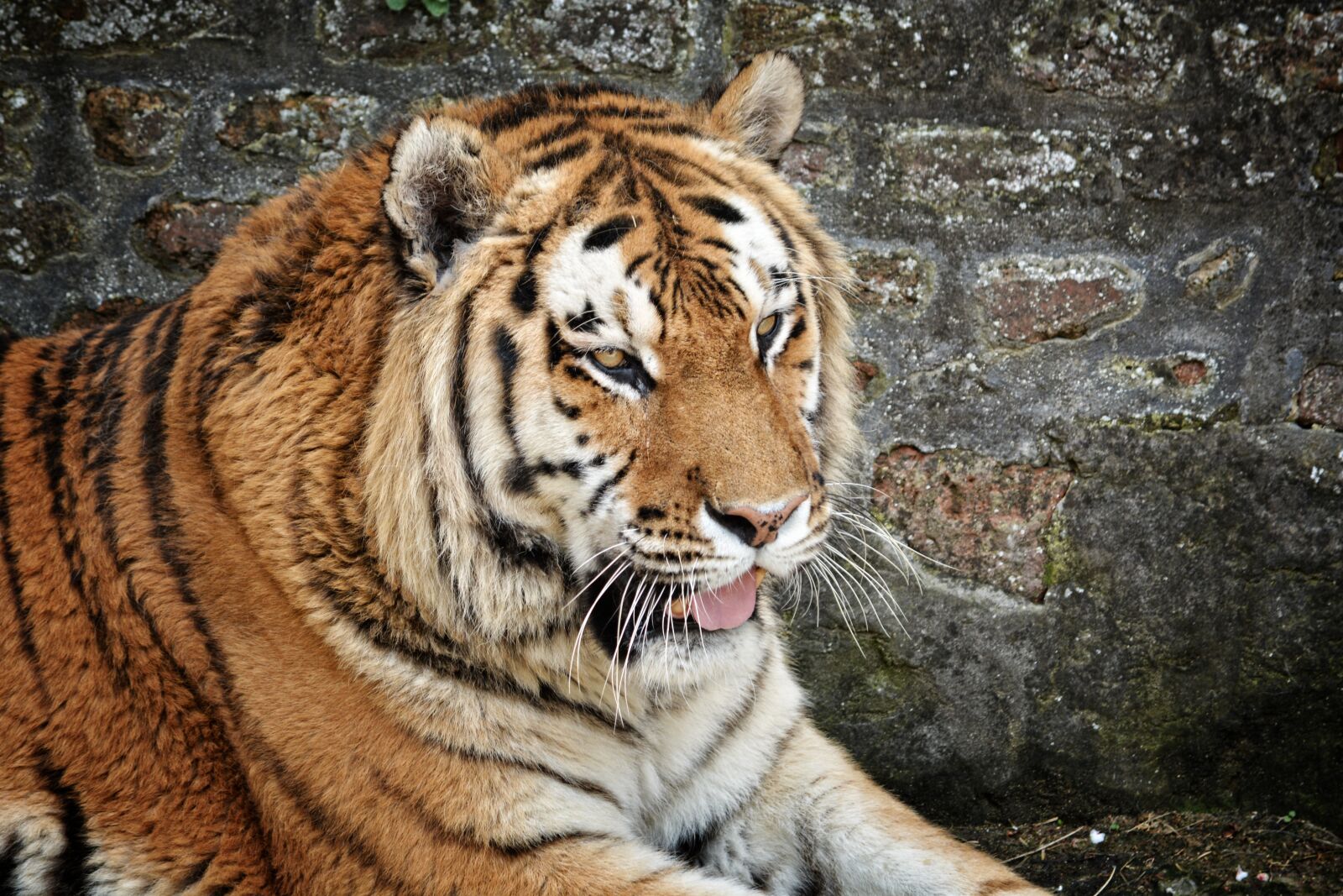 Nikon D5200 sample photo. Tiger, pet, zoo photography