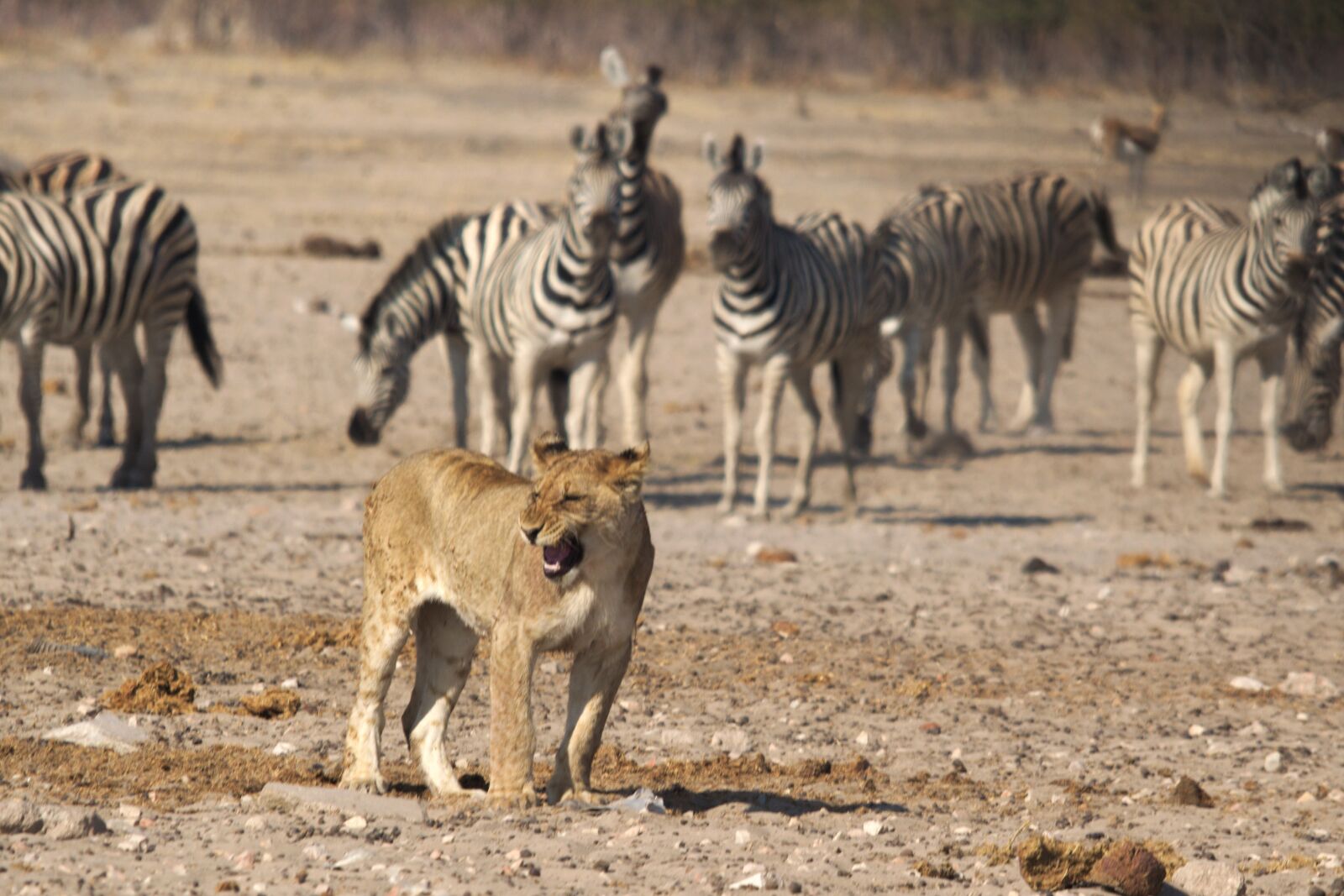 Nikon D5100 sample photo. Lion, namibia, zebras photography