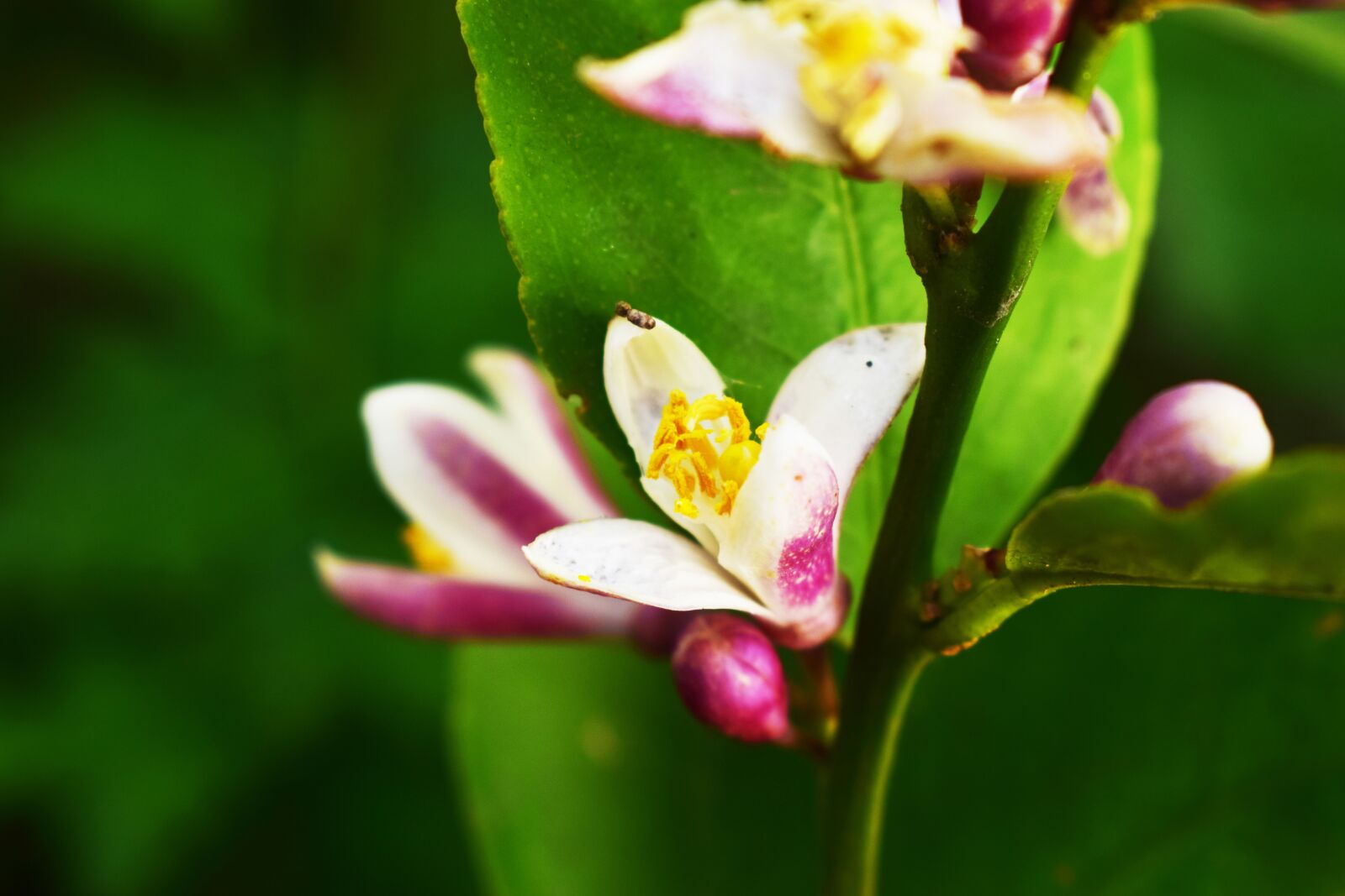 Nikon D5300 sample photo. Lemon, flower, white flower photography