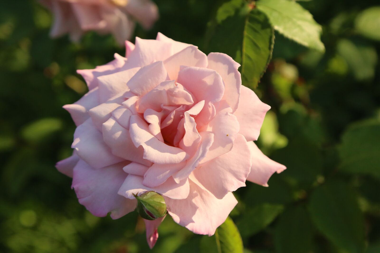 Canon EF 24-105mm F4L IS USM sample photo. Rose, spring, nature photography
