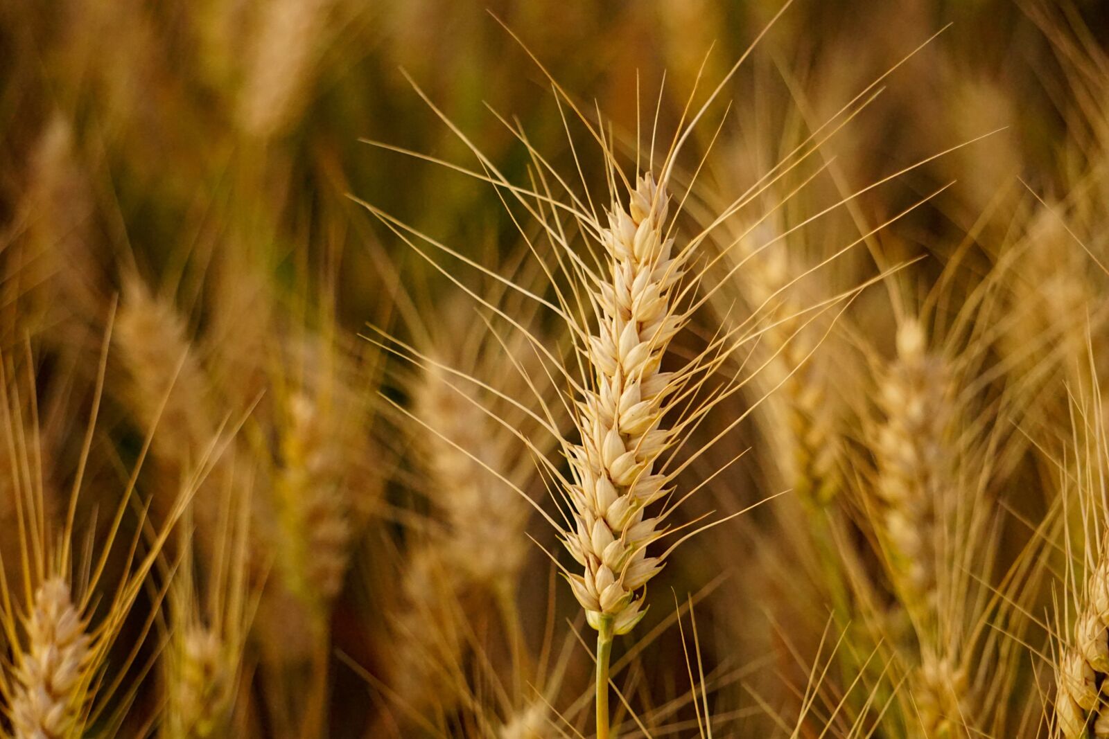 Sony E 55-210mm F4.5-6.3 OSS sample photo. Field, rural, dusk photography