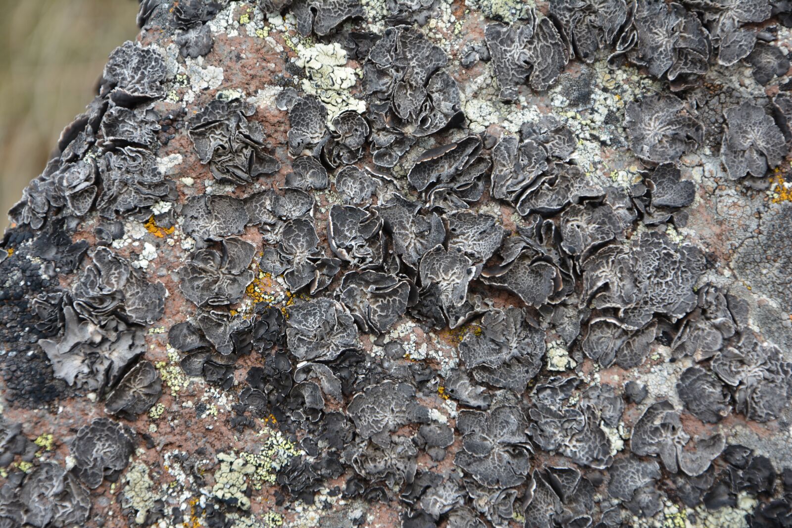 Nikon D7100 sample photo. Close-up, macro, lichen rock photography
