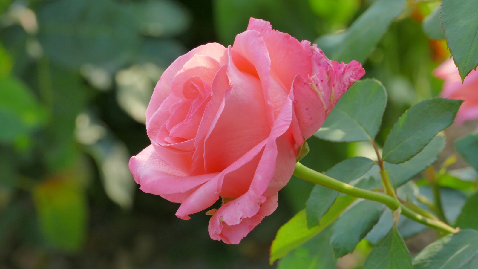 Panasonic Lumix DMC-FZ1000 sample photo. Rose, flower, beauty photography