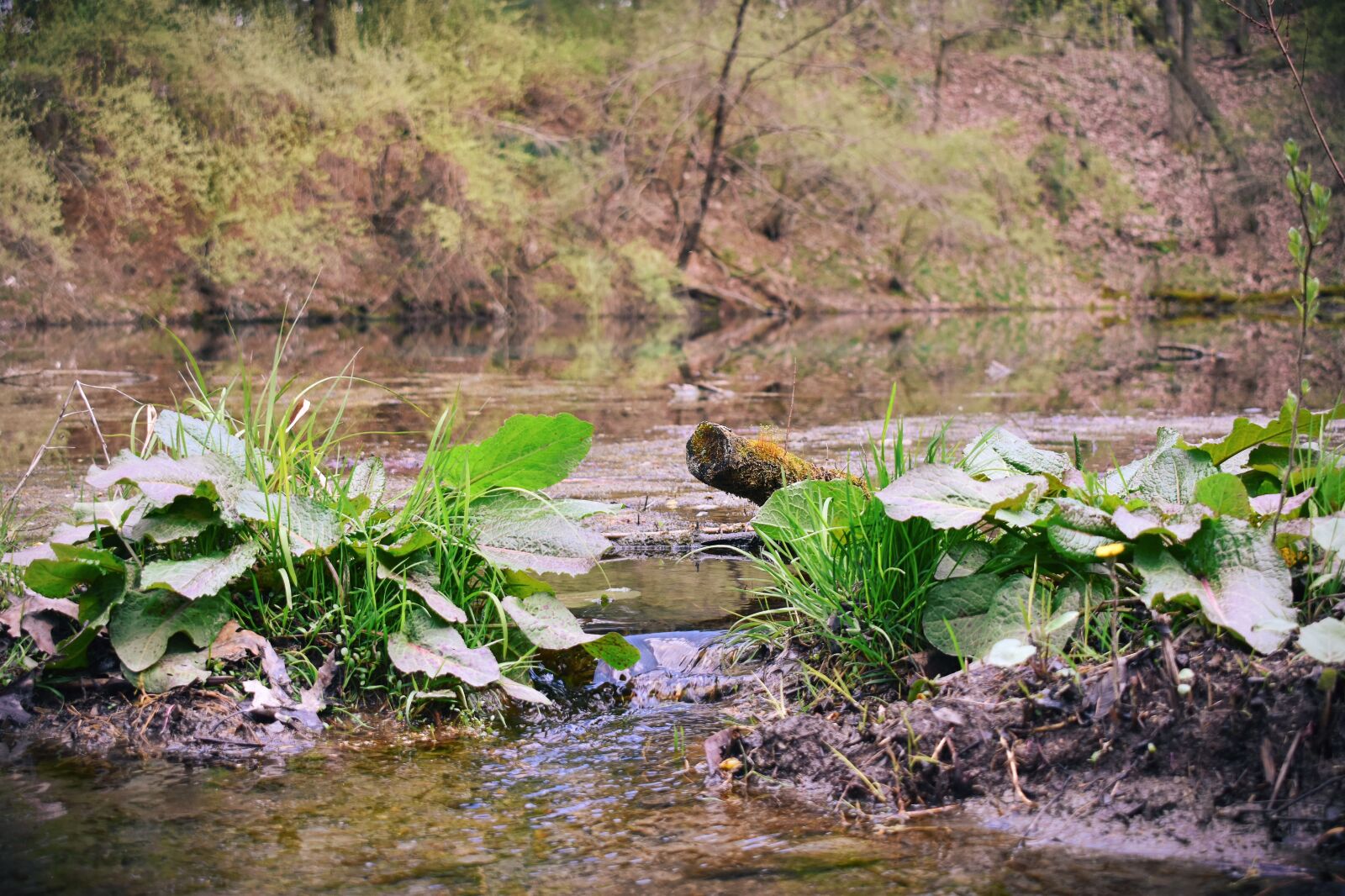 Nikon D3400 sample photo. Pond, spring, nature photography