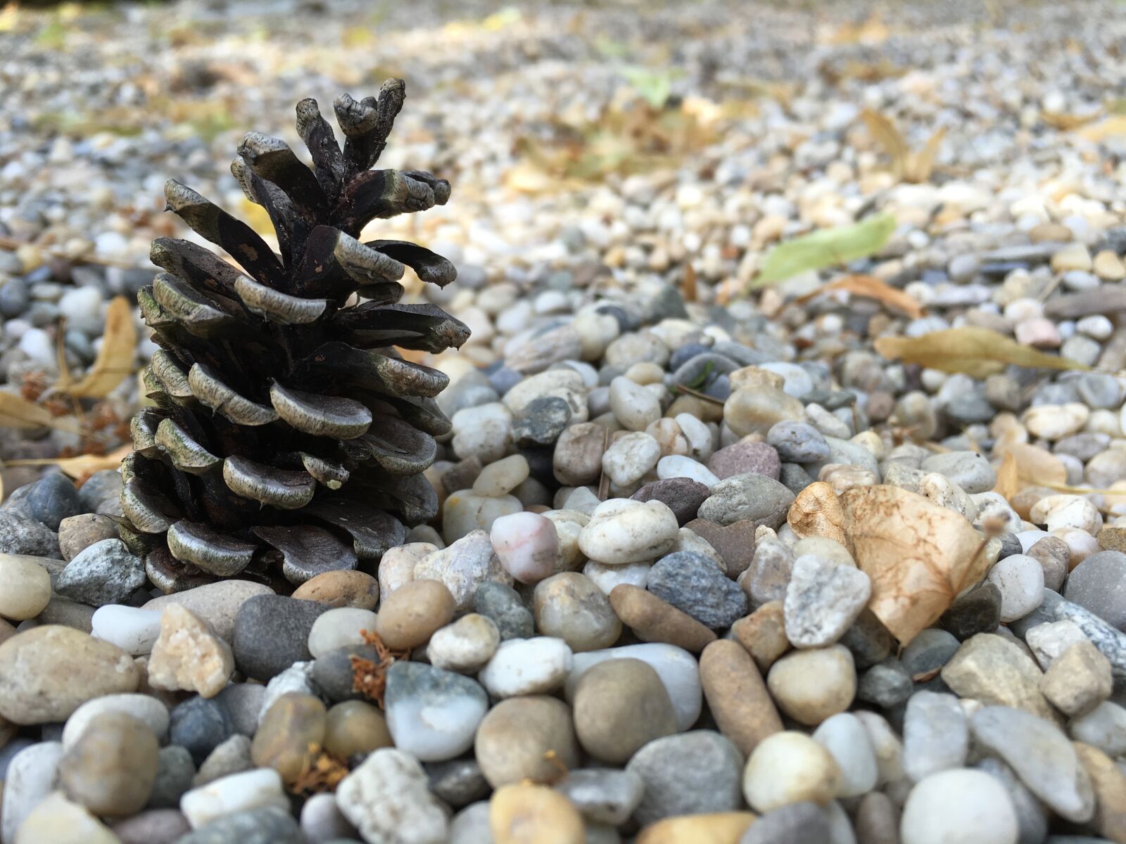 Apple iPhone 6s sample photo. Cone, small, rock photography
