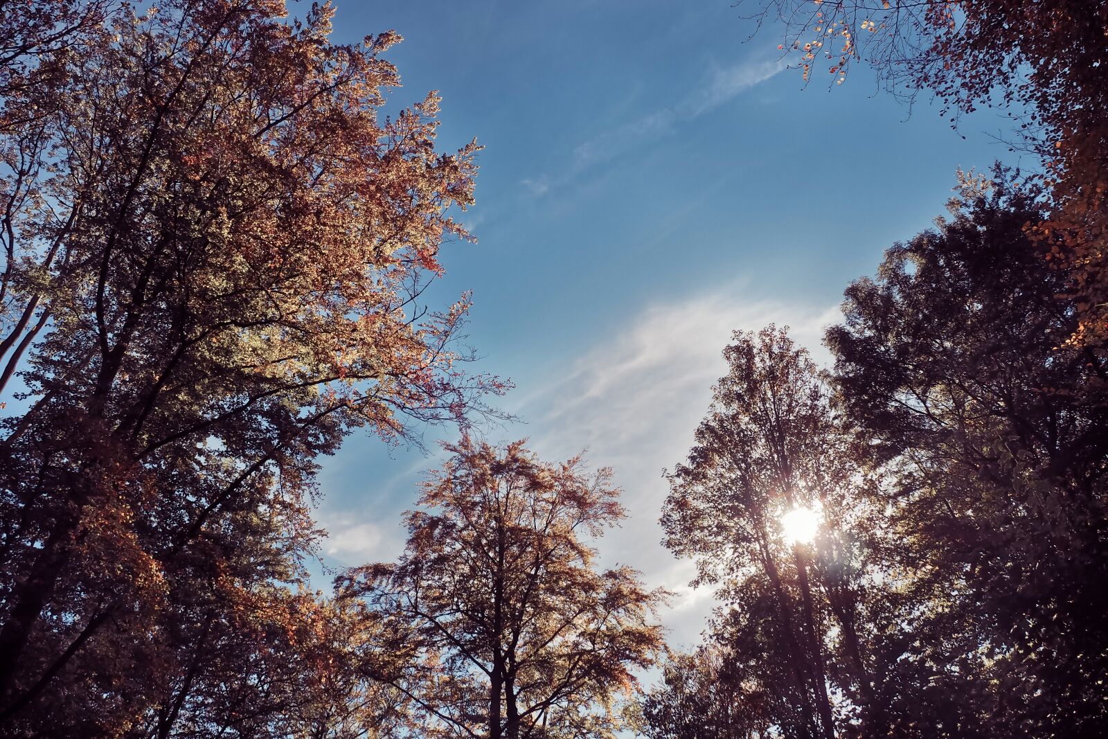 Olympus OM-D E-M10 sample photo. Trees, autumn, nature photography