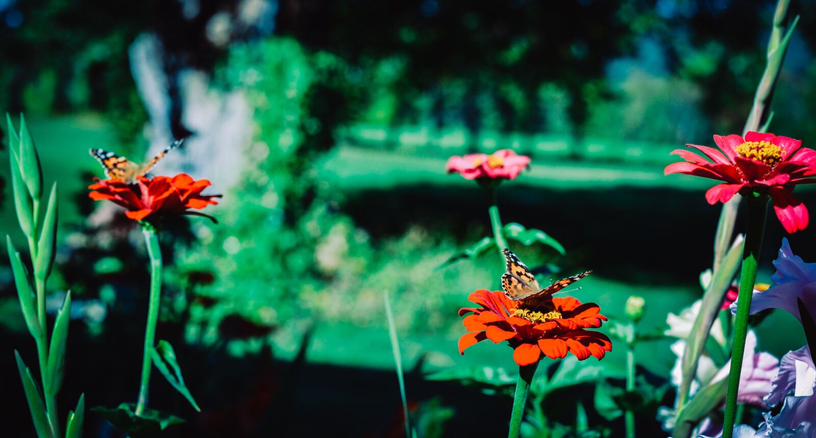 Nikon D3100 sample photo. Painted lady butterfly, painted photography