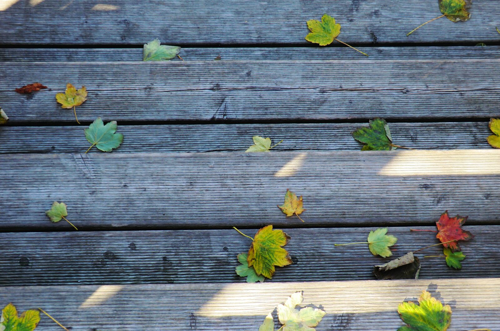 CASIO EX-H5 sample photo. Leaves, autumn, leaf photography
