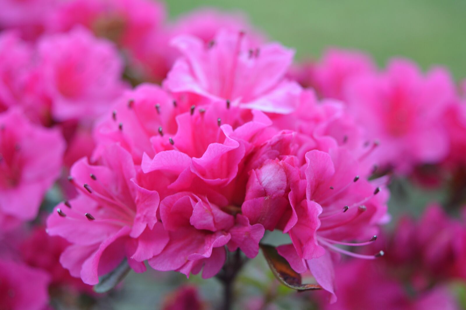 Nikon D3200 sample photo. Flower, nature, garden photography