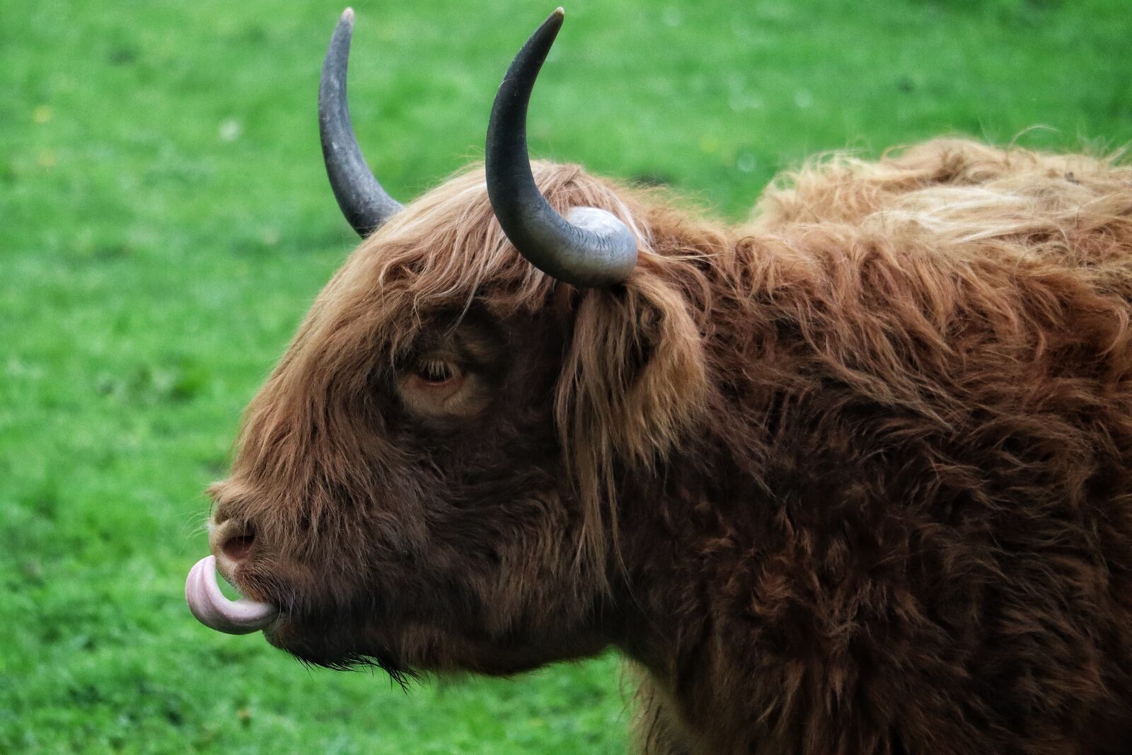 Canon EOS M50 (EOS Kiss M) sample photo. Beef, highland beef, scotland photography