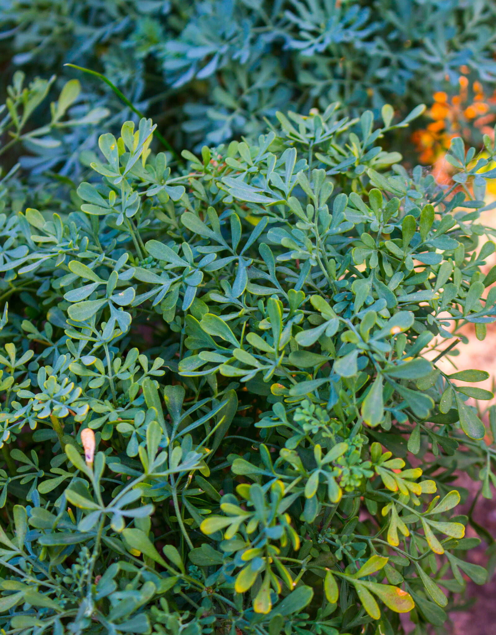 Canon EOS 700D (EOS Rebel T5i / EOS Kiss X7i) sample photo. Blur, close, up, color photography