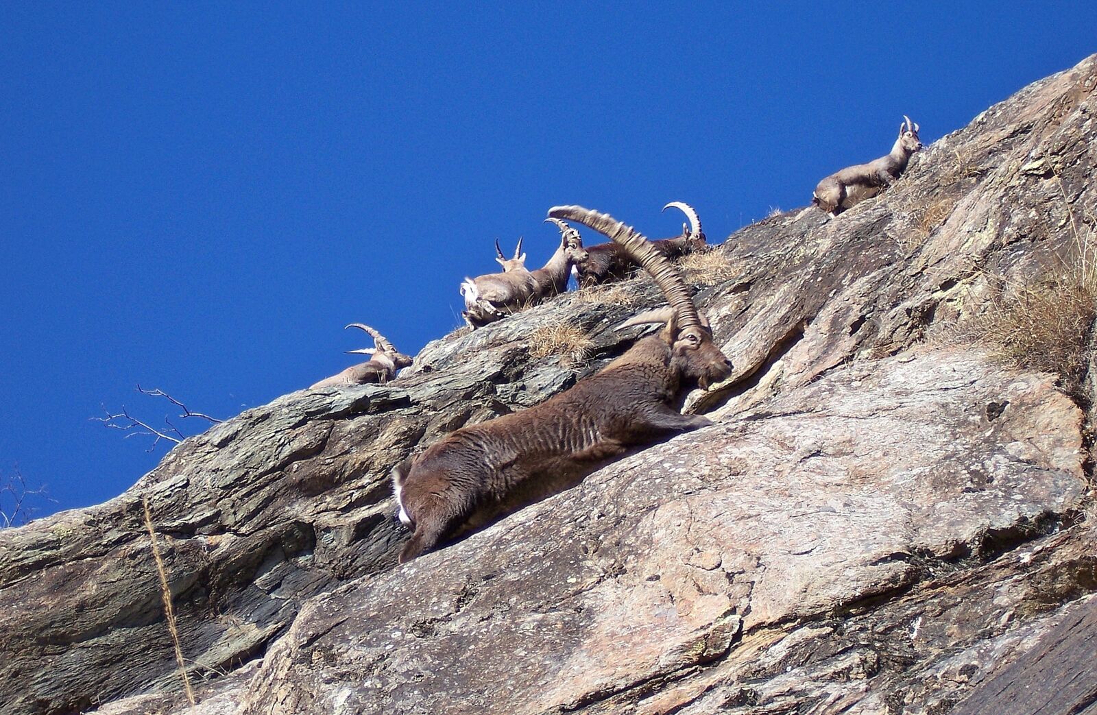 Kodak Z730 ZOOM DIGITAL CAMERA sample photo. Ibex, men, females photography